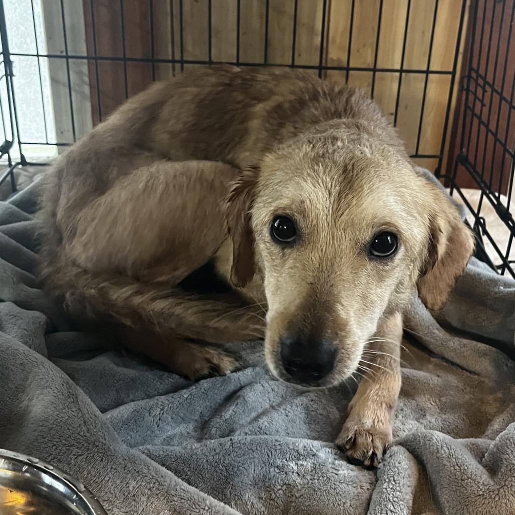 Enlarge Buttercup, a Adoptable mixed breed in Pittsburg, KS image 2/3