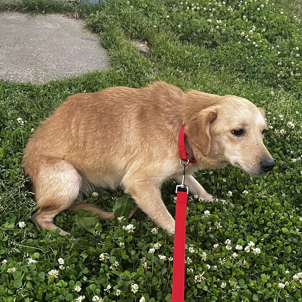 Enlarge Buttercup, a Adoptable mixed breed in Pittsburg, KS image 3/3