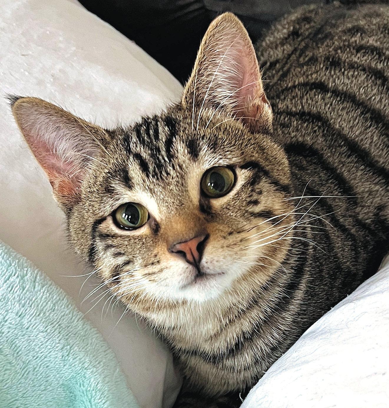 Bishop, adopted, Kitten Male Domestic Short Hair.