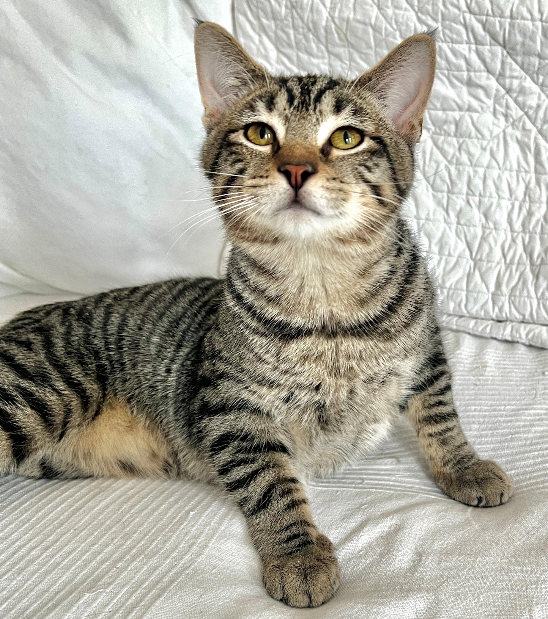 Enlarge Bishop, an adopted Domestic Short Hair in Cincinnati, OH image 2/3