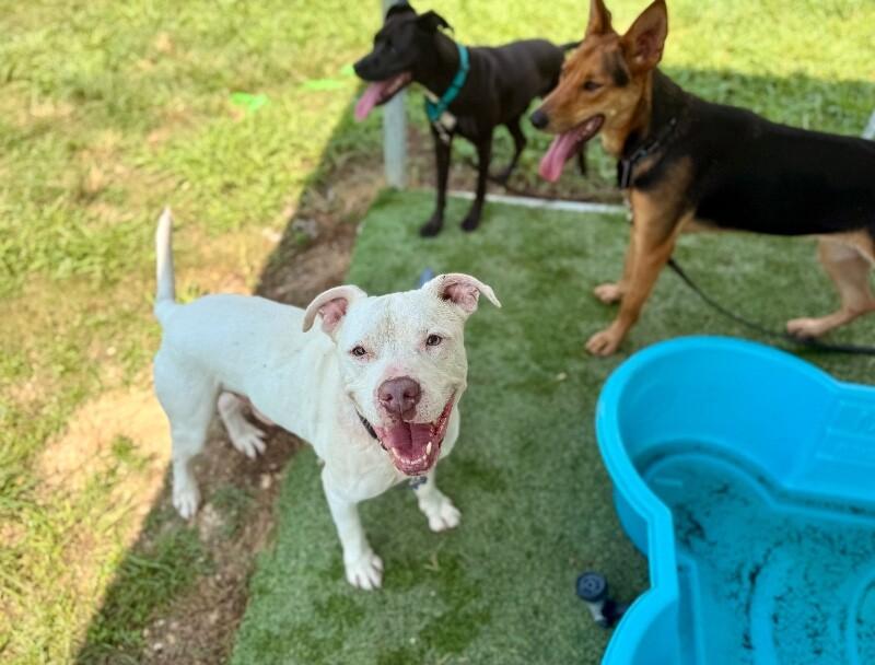 Enlarge Nate Smiles the Sunshine Pup, a Adoptable mixed breed in Jerome, ID image 6/6