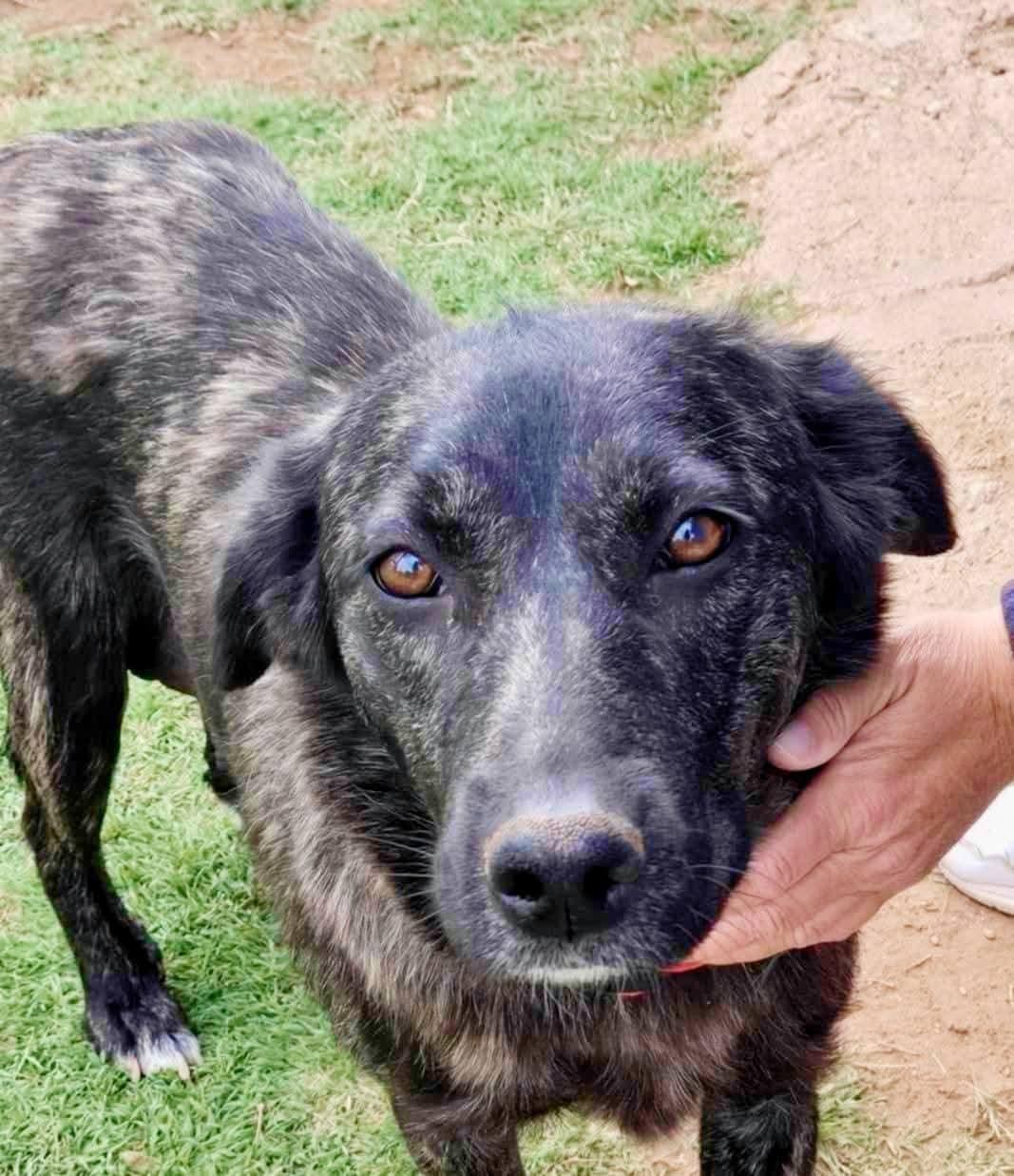 lol-Calli, an adoptable Dutch Shepherd in Billings, MT, 59101 | Photo Image 1