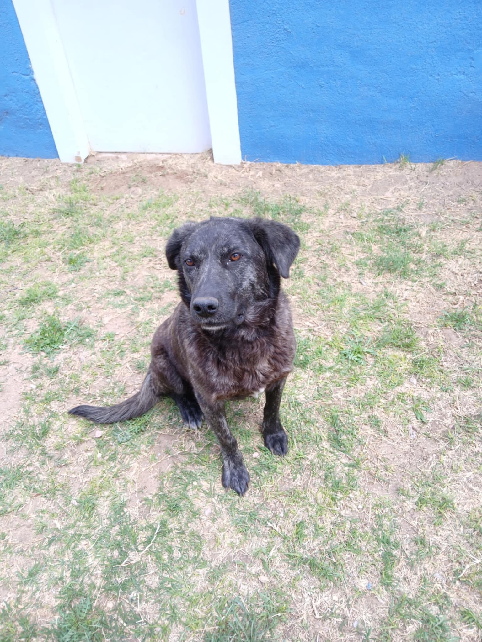 lol-Calli, an adoptable Dutch Shepherd in Billings, MT, 59101 | Photo Image 2