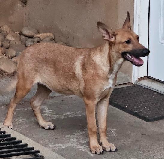 Enlarge Sonny, a Adoptable German Shepherd Dog in Escondido, CA image 1/2