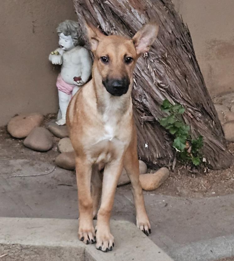 Enlarge Sonny, a Adoptable German Shepherd Dog in Escondido, CA image 2/2