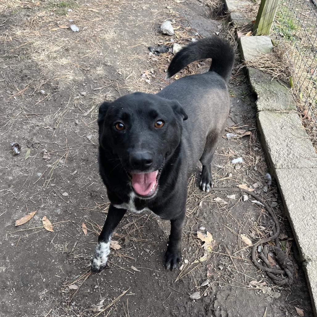 Enlarge Sheba, a Adoptable mixed breed in Smithfield, NC image 1/5