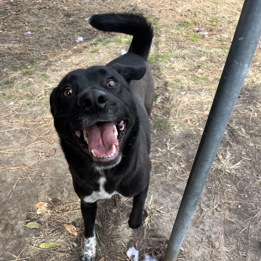 Enlarge Sheba, a Adoptable mixed breed in Smithfield, NC image 2/5