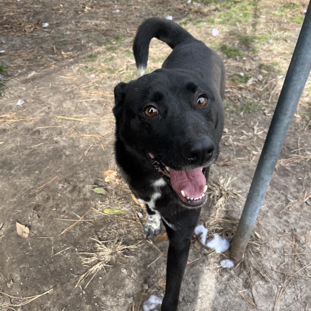 Enlarge Sheba, a Adoptable mixed breed in Smithfield, NC image 3/5