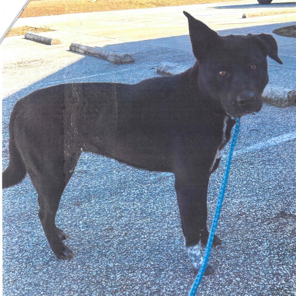 Enlarge Sheba, a Adoptable mixed breed in Smithfield, NC image 4/5