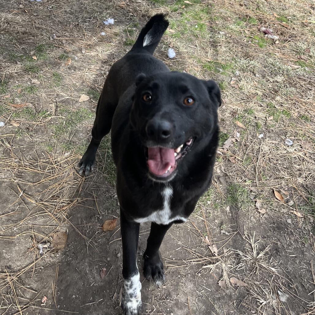 Enlarge Sheba, a Adoptable mixed breed in Smithfield, NC image 5/5