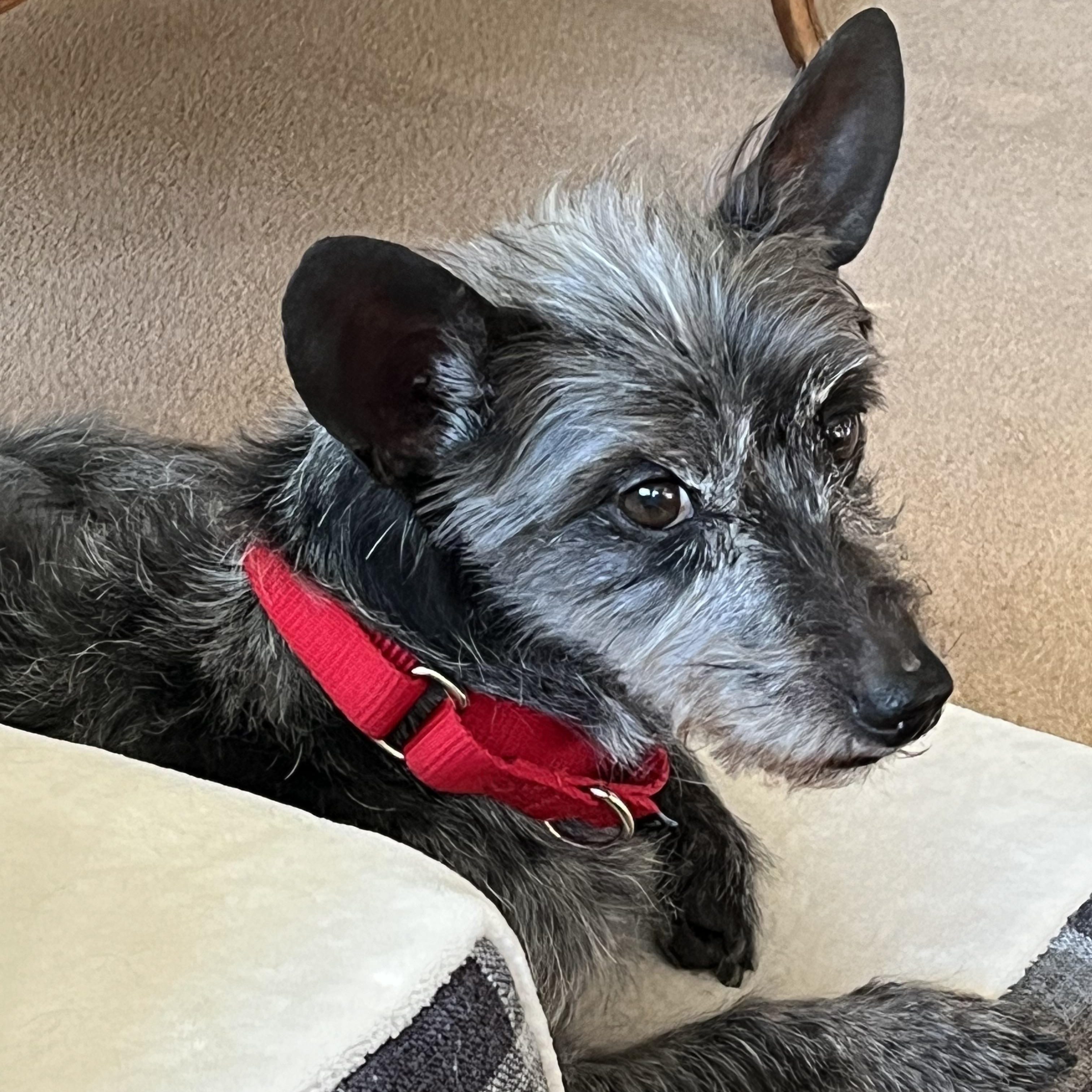 Tadhg, a Adoptable mixed breed in Rockville, MD image 1/5