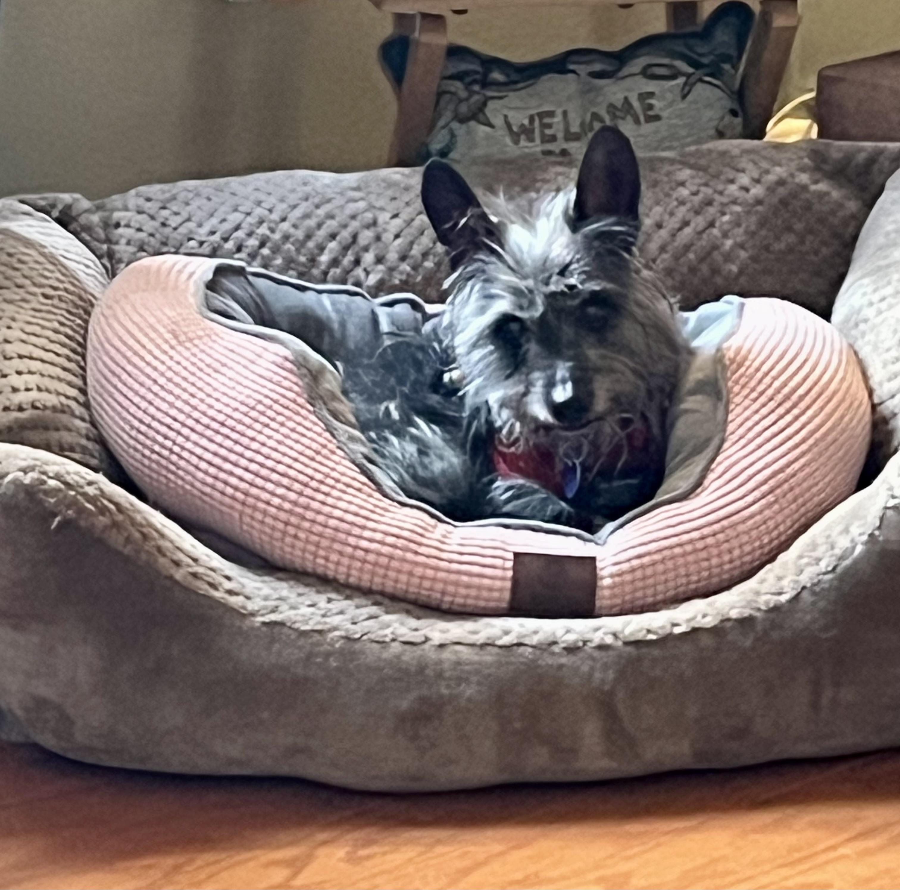 Tadhg, a Adoptable mixed breed in Rockville, MD image 2/5