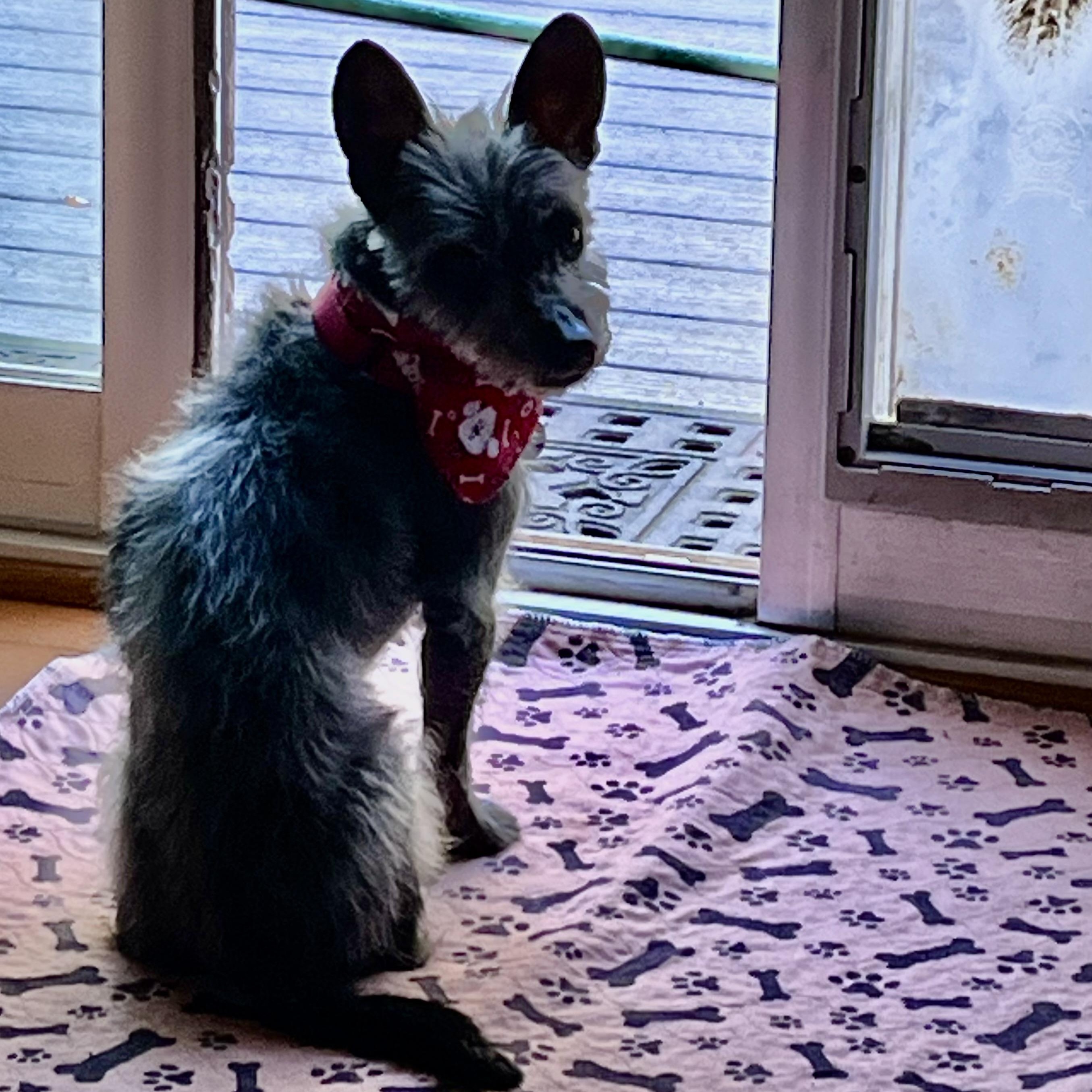 Enlarge Tadhg, an adoptable mixed breed in Rockville, MD image 3/5