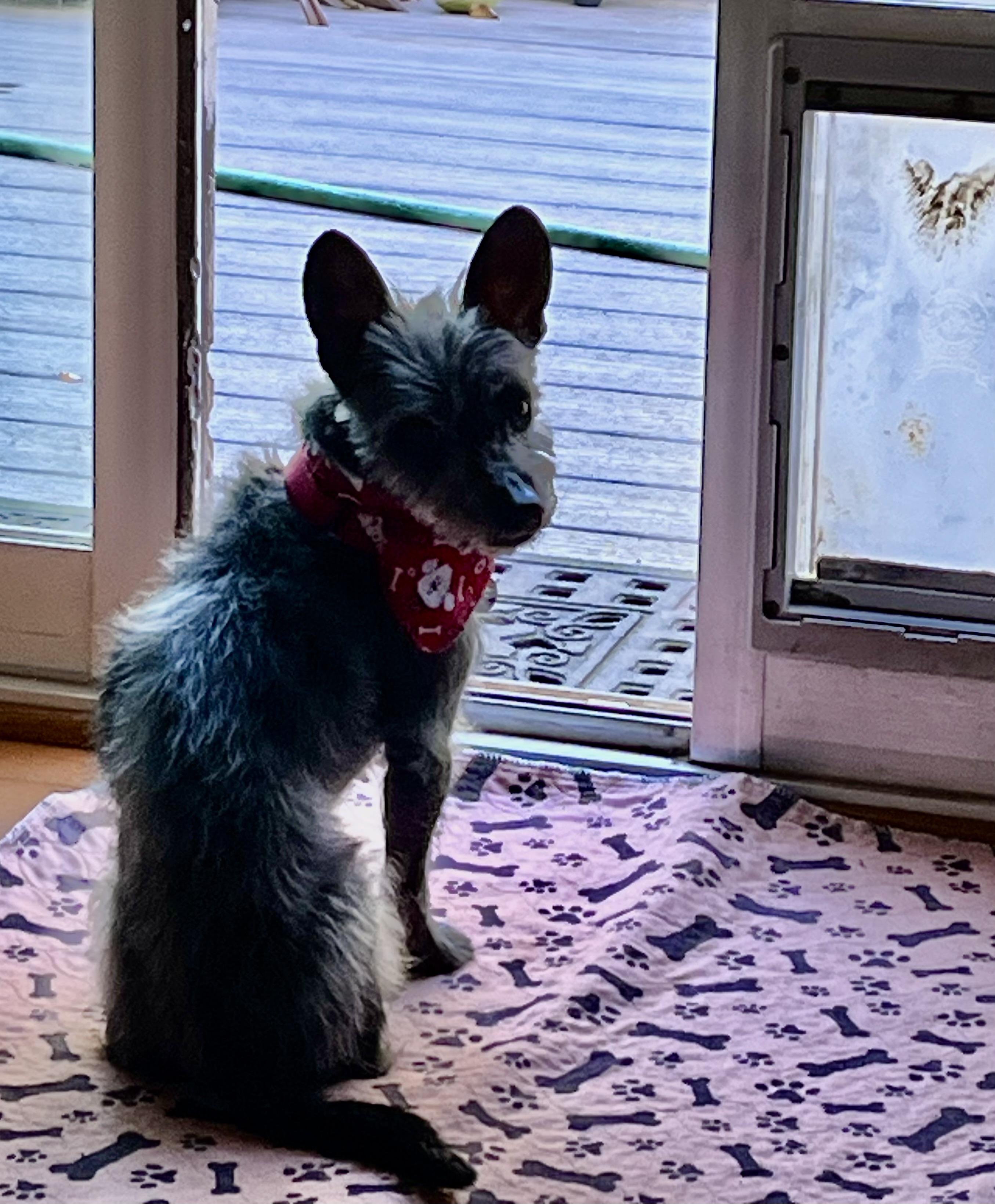 Tadhg, a Adoptable mixed breed in Rockville, MD image 3/5