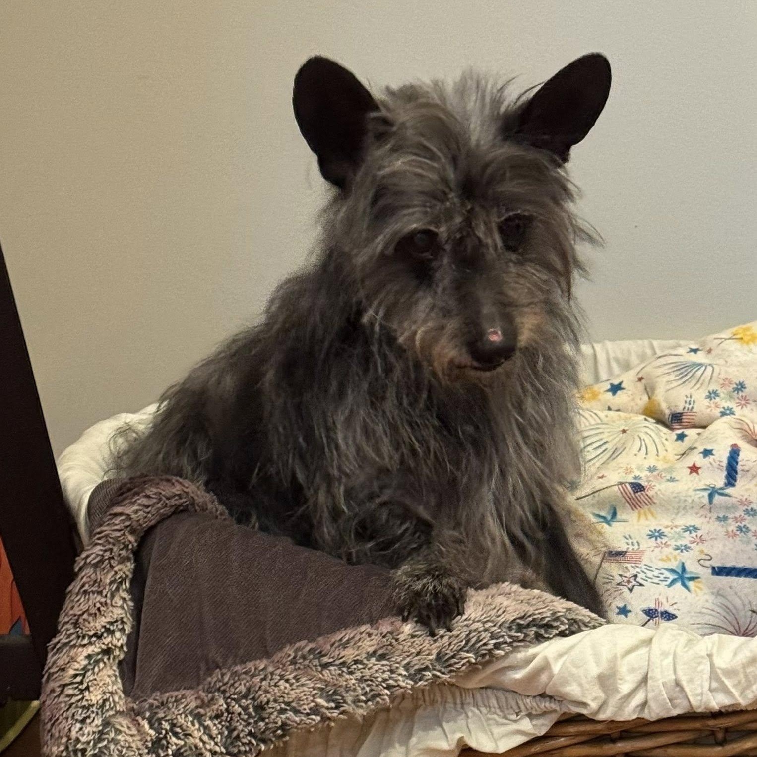 Tadhg, a Adoptable mixed breed in Rockville, MD image 5/5