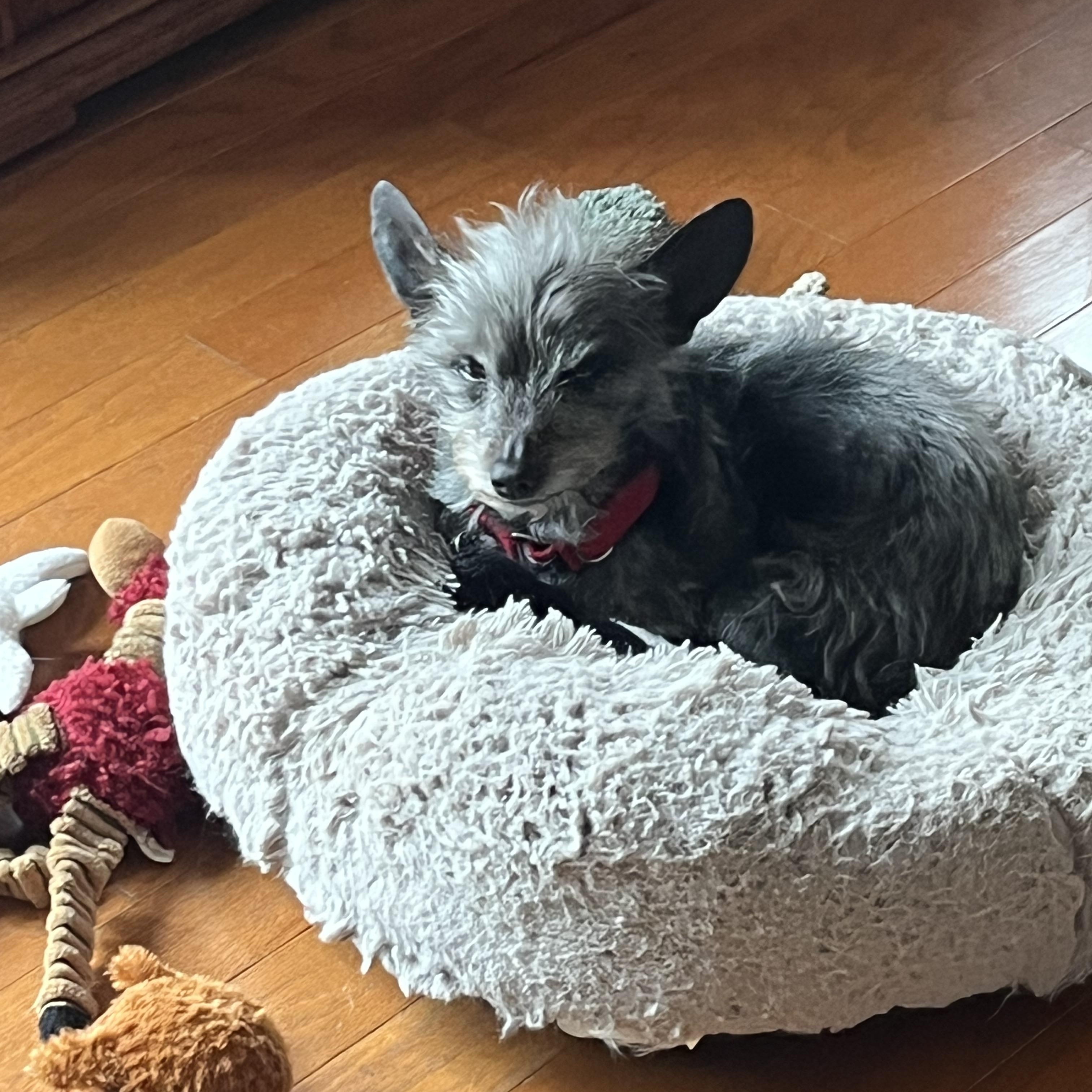 Enlarge Tadhg, an adoptable mixed breed in Rockville, MD image 4/5