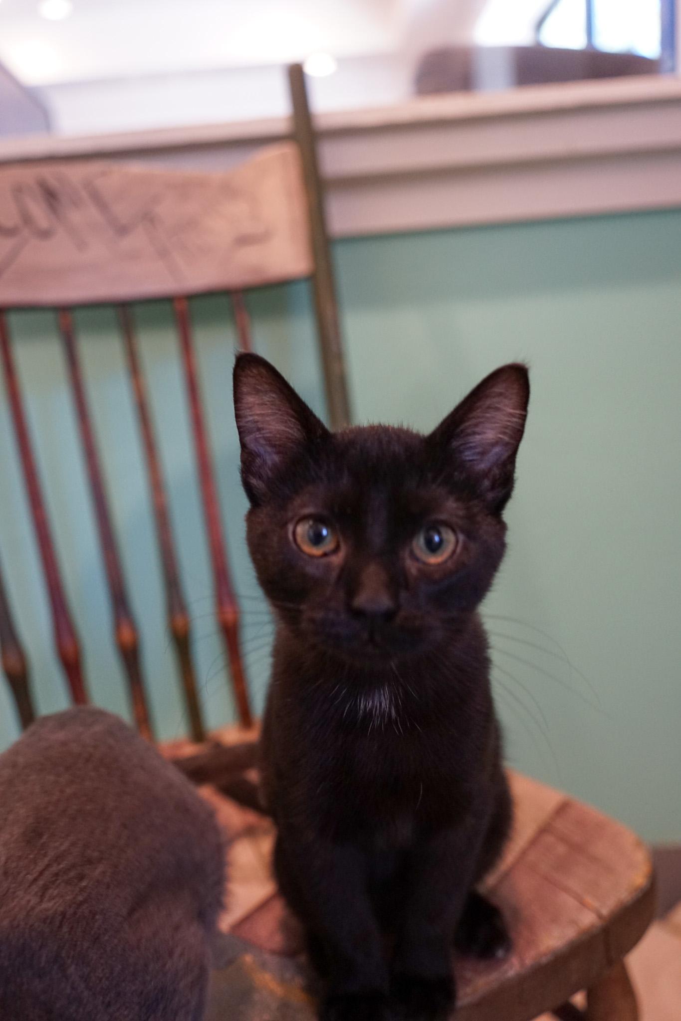 Enlarge Mapleton, a Adoptable Domestic Short Hair in Jackson, WY image 1/1