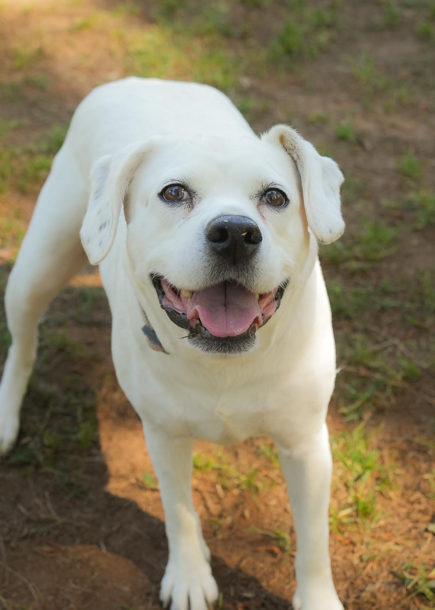 Bonnie 8812, a ADOPTABLE mixed breed in Aiken, SC image 2/6