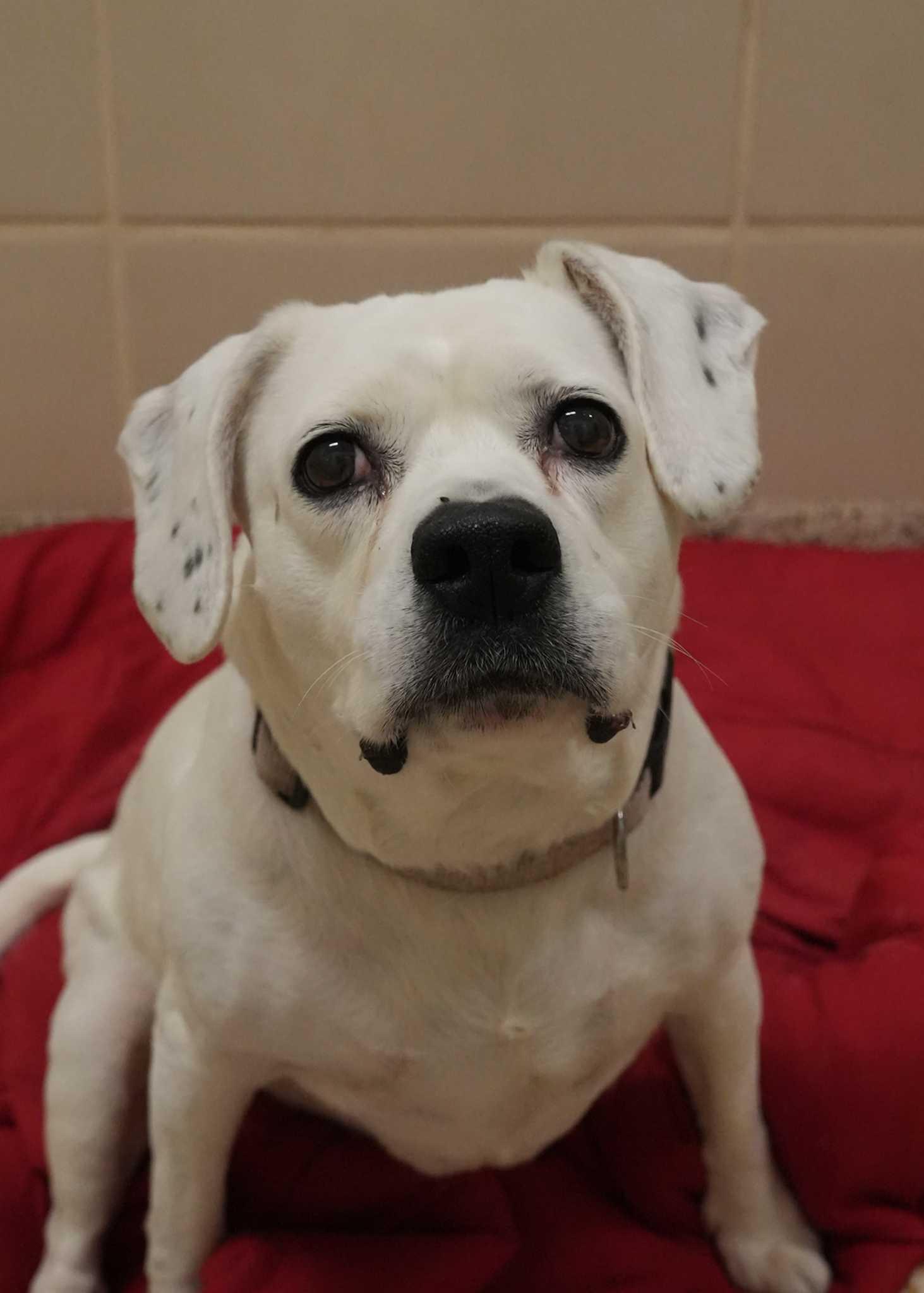 Bonnie 8812, a ADOPTABLE mixed breed in Aiken, SC image 4/6