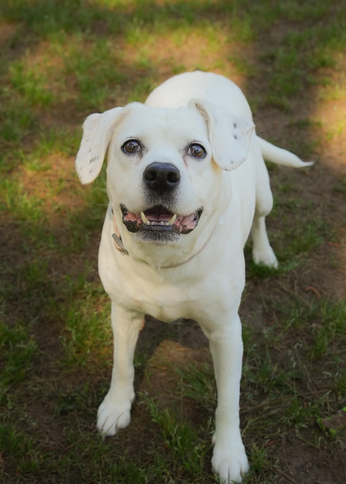 Bonnie 8812, a ADOPTABLE mixed breed in Aiken, SC image 1/6