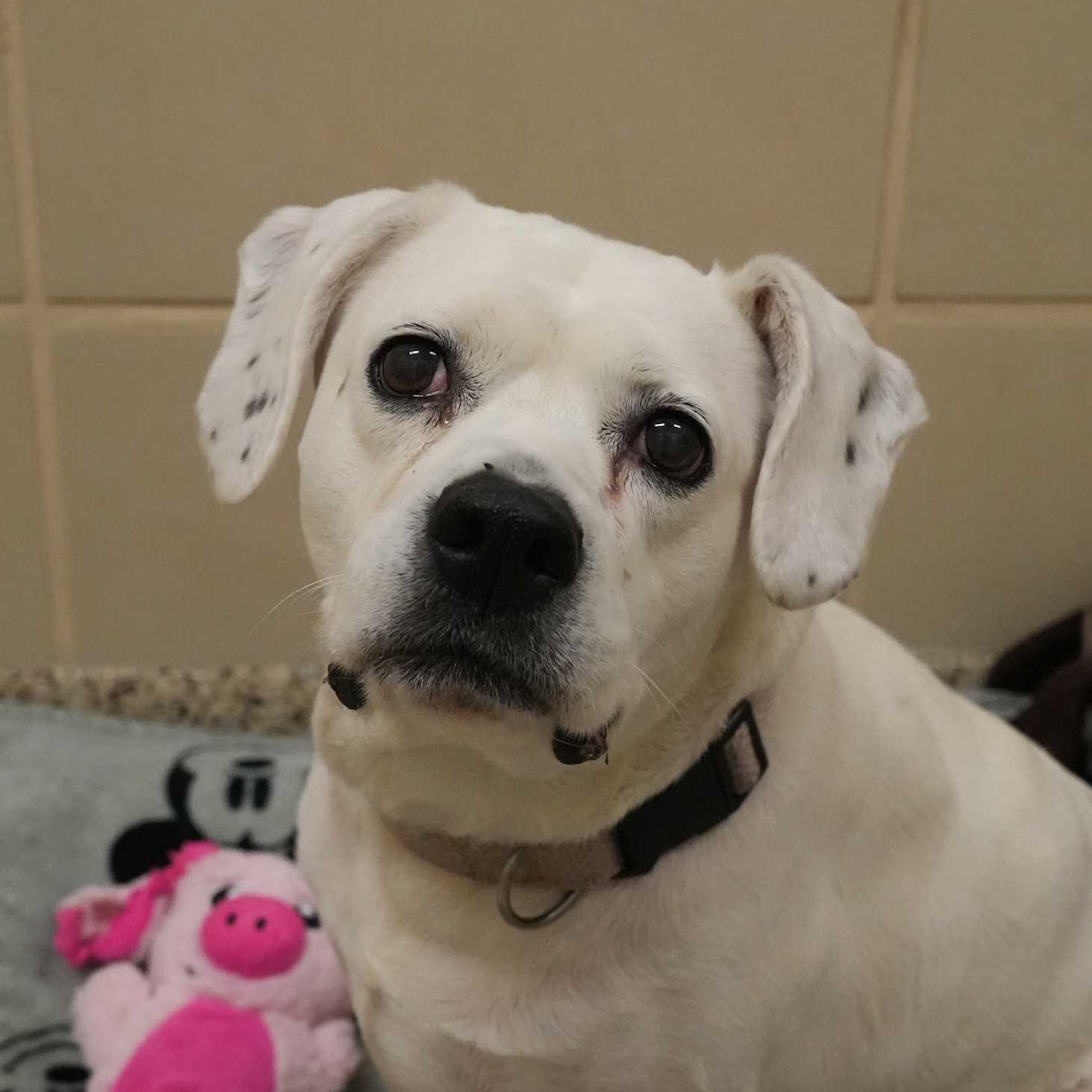 Bonnie 8812, a ADOPTABLE mixed breed in Aiken, SC image 3/6