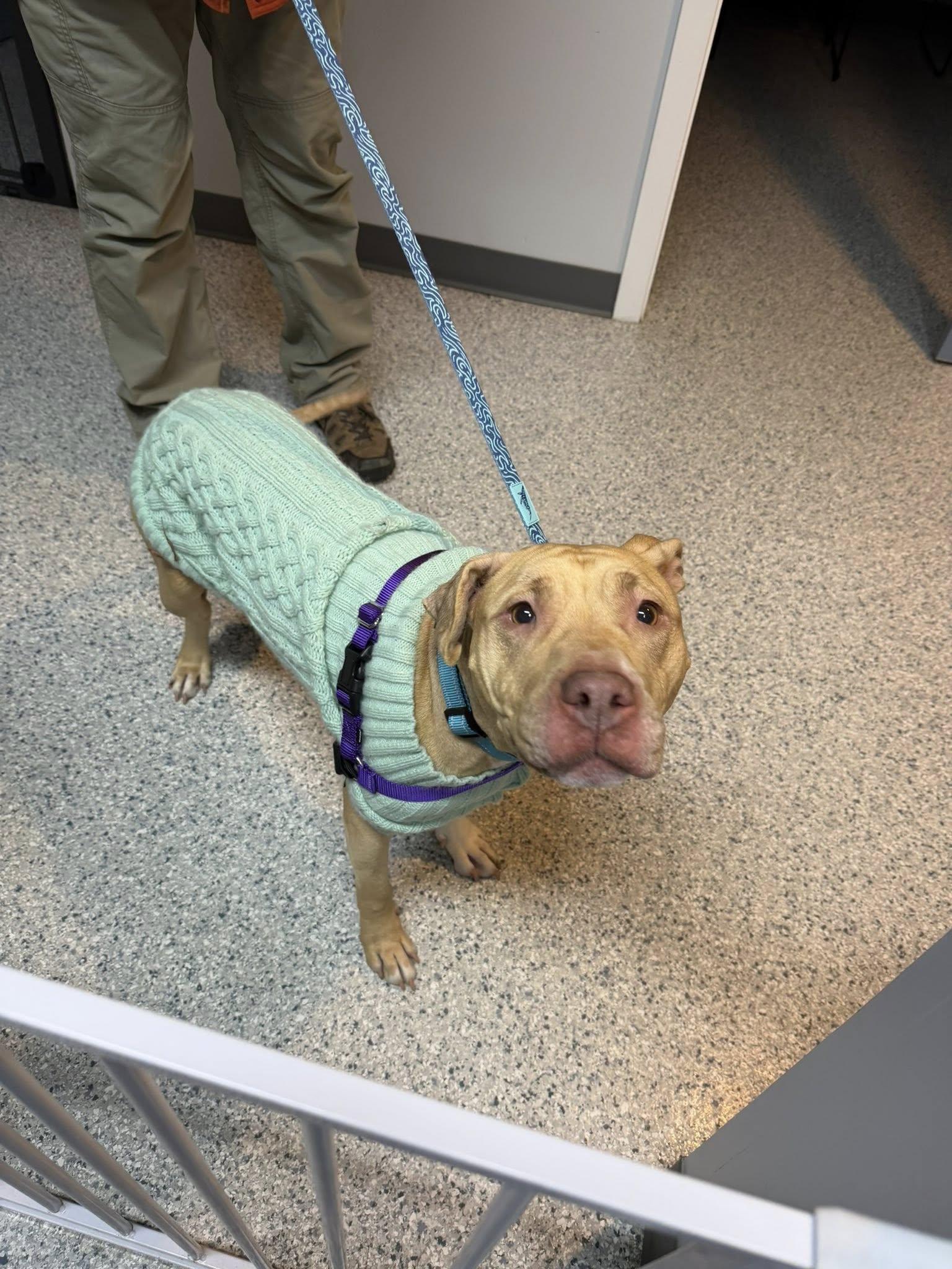 Enlarge Frannie, a ADOPTABLE mixed breed in Scituate, MA image 1/2