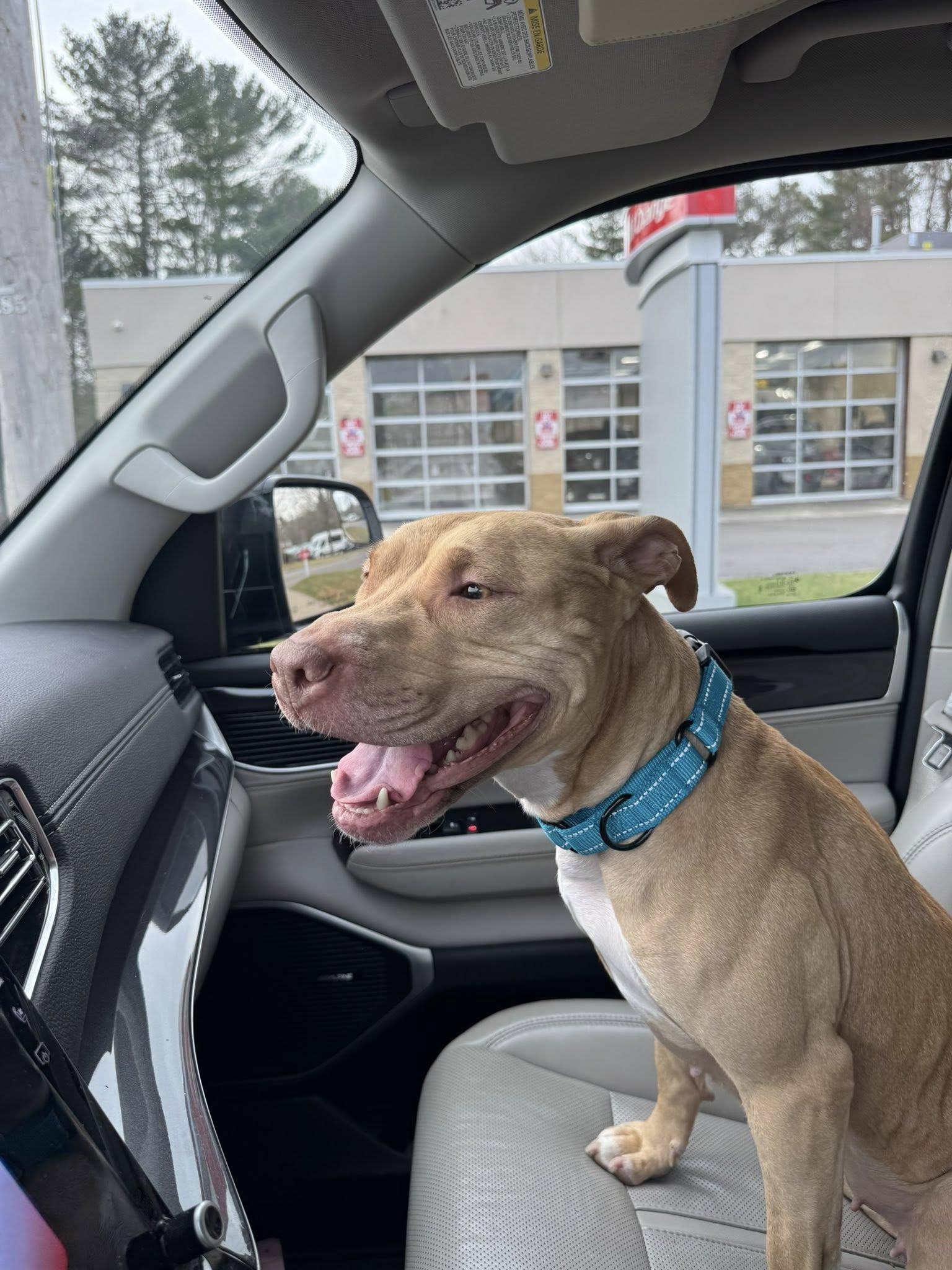 Enlarge Frannie, a ADOPTABLE mixed breed in Scituate, MA image 2/2