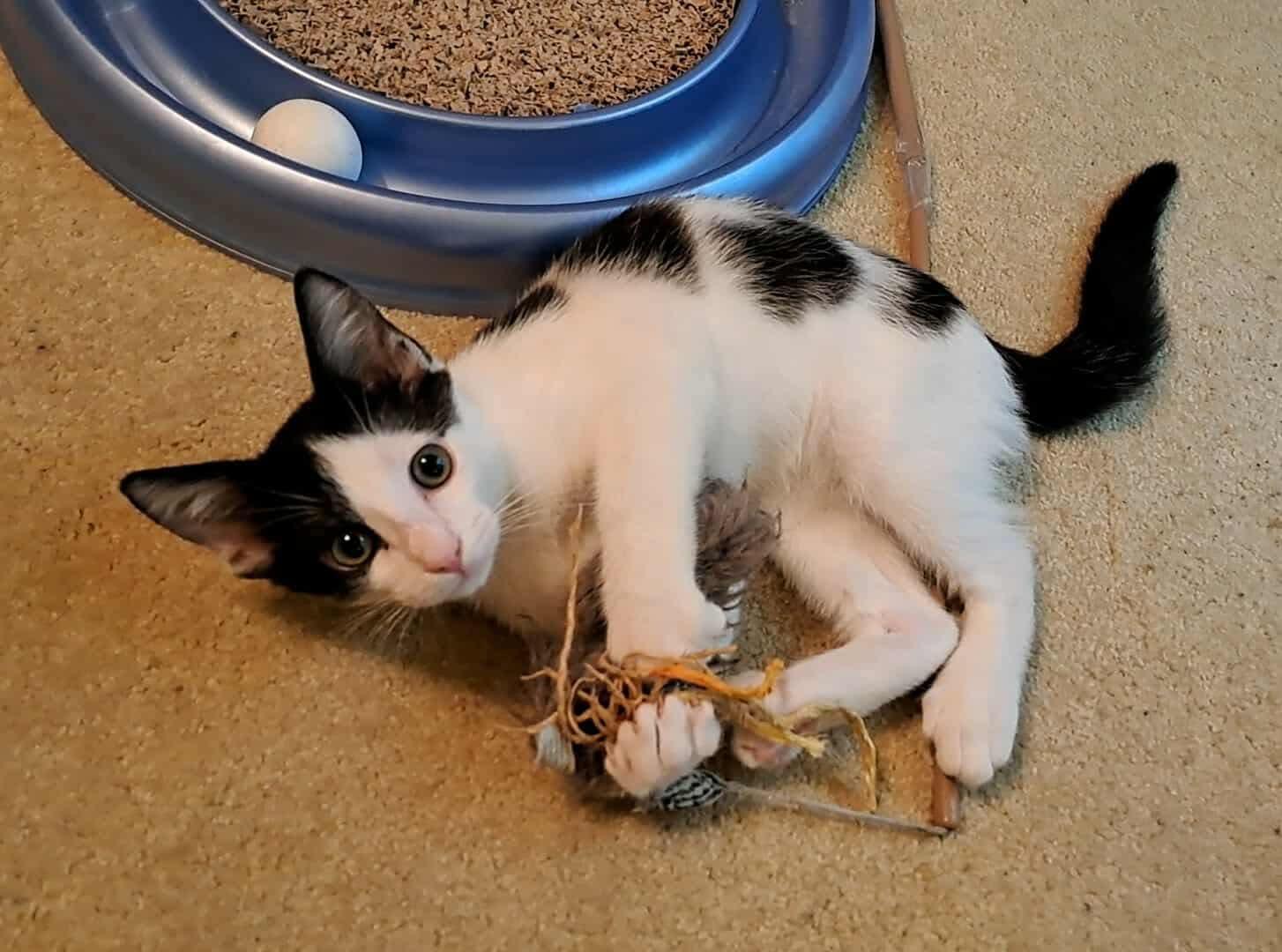 Enlarge Panda, a Adoptable Domestic Short Hair in Versailles, KY image 1/1