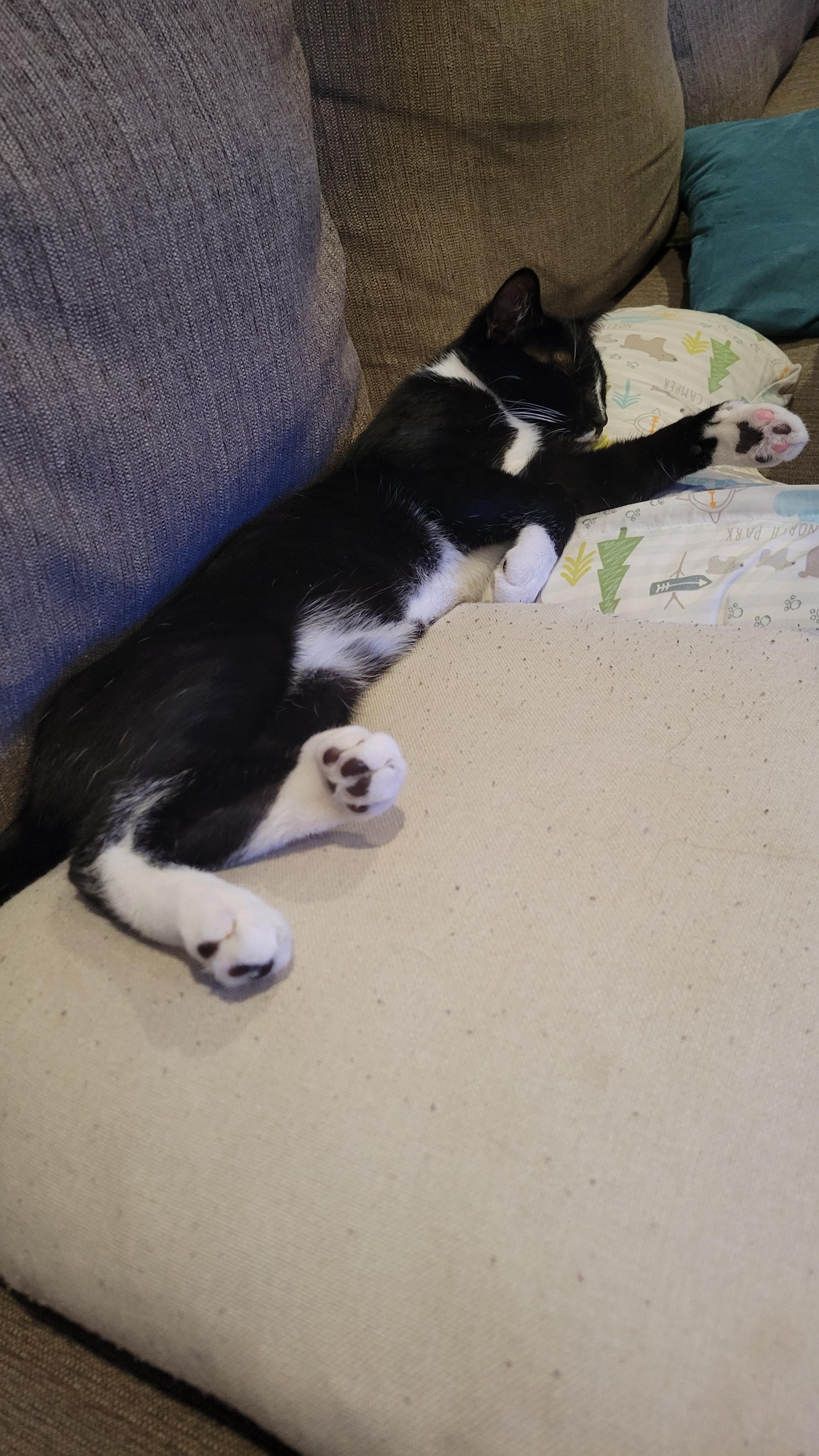 Dex, a Adoptable Domestic Short Hair image 1/4