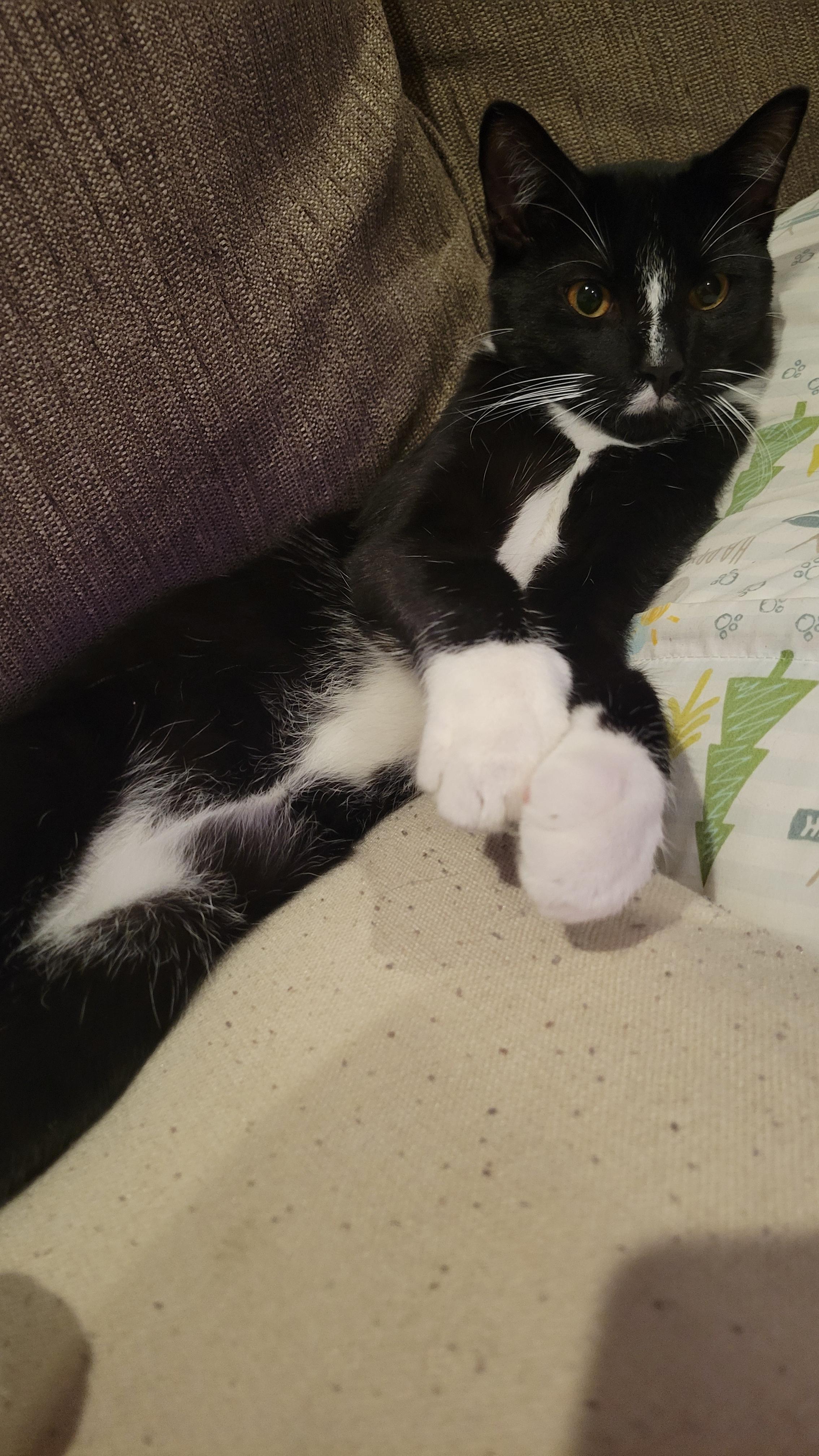 Dex, a Adoptable Domestic Short Hair image 2/4