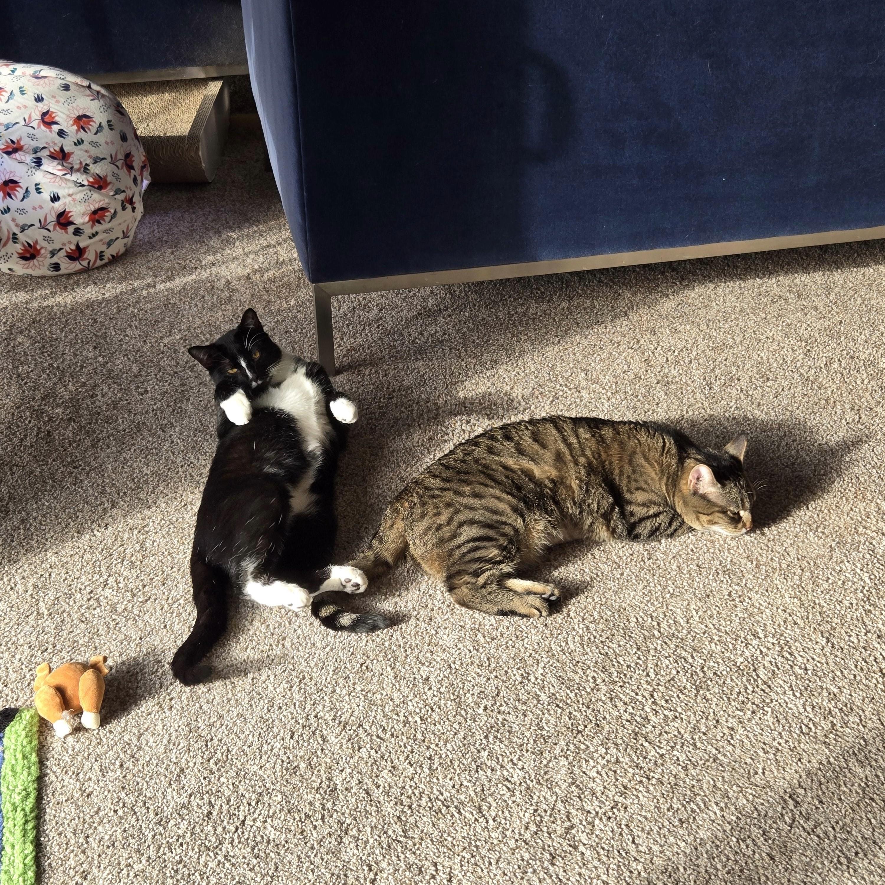 Enlarge Dex, an adopted Domestic Short Hair in Farmington, MN image 4/5