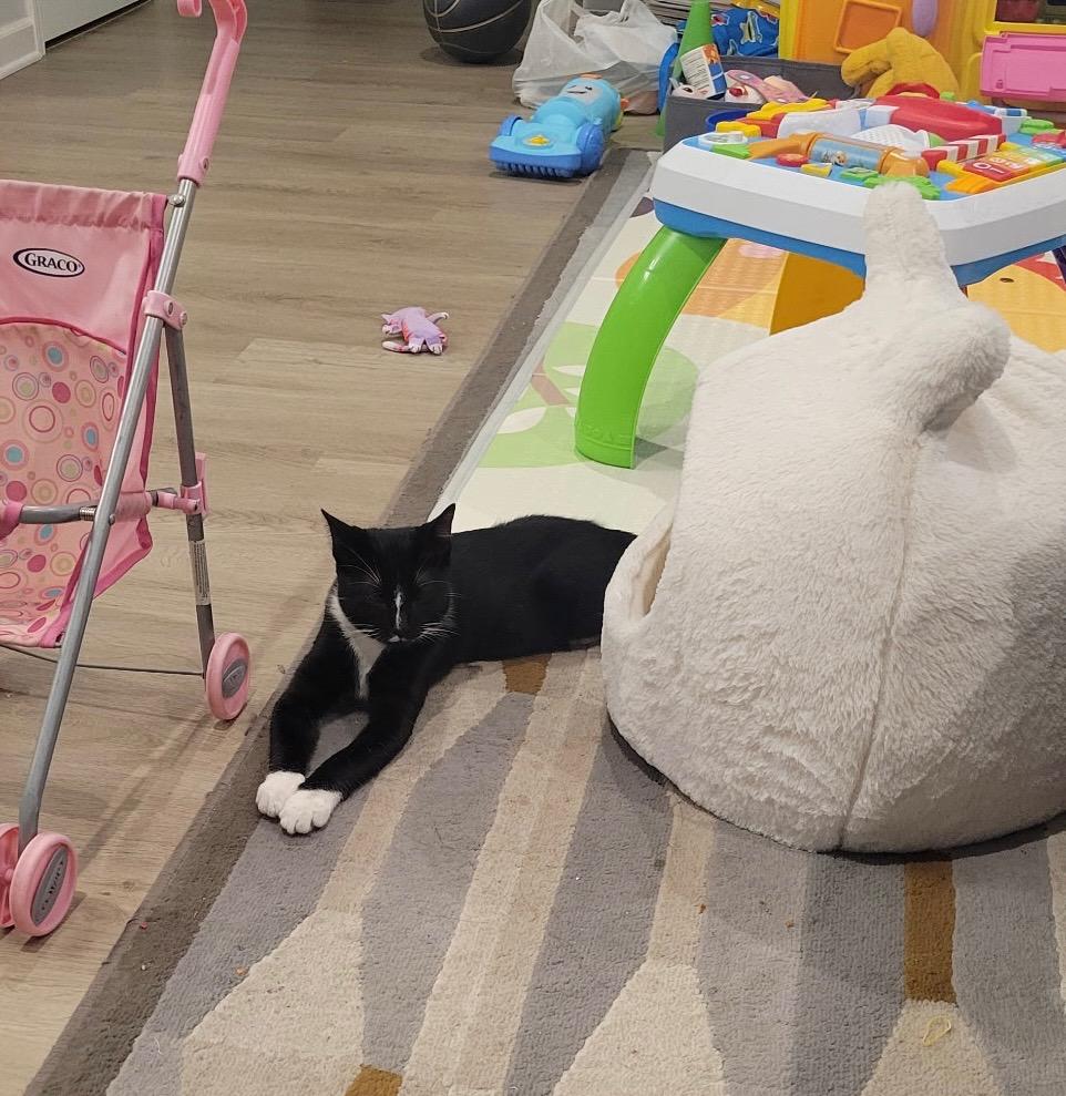 Dex, a Adoptable Domestic Short Hair image 3/4