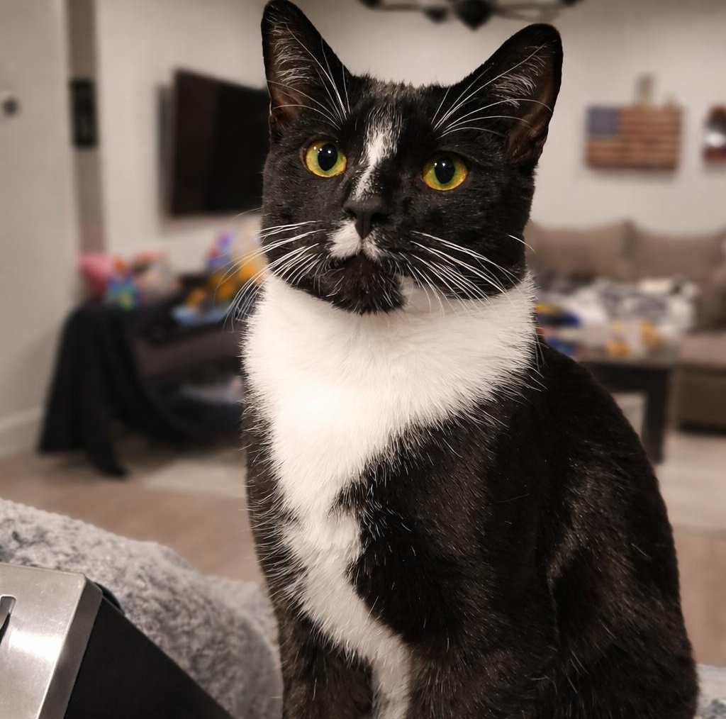 Dex, Adoptable, Young Male Domestic Short Hair.