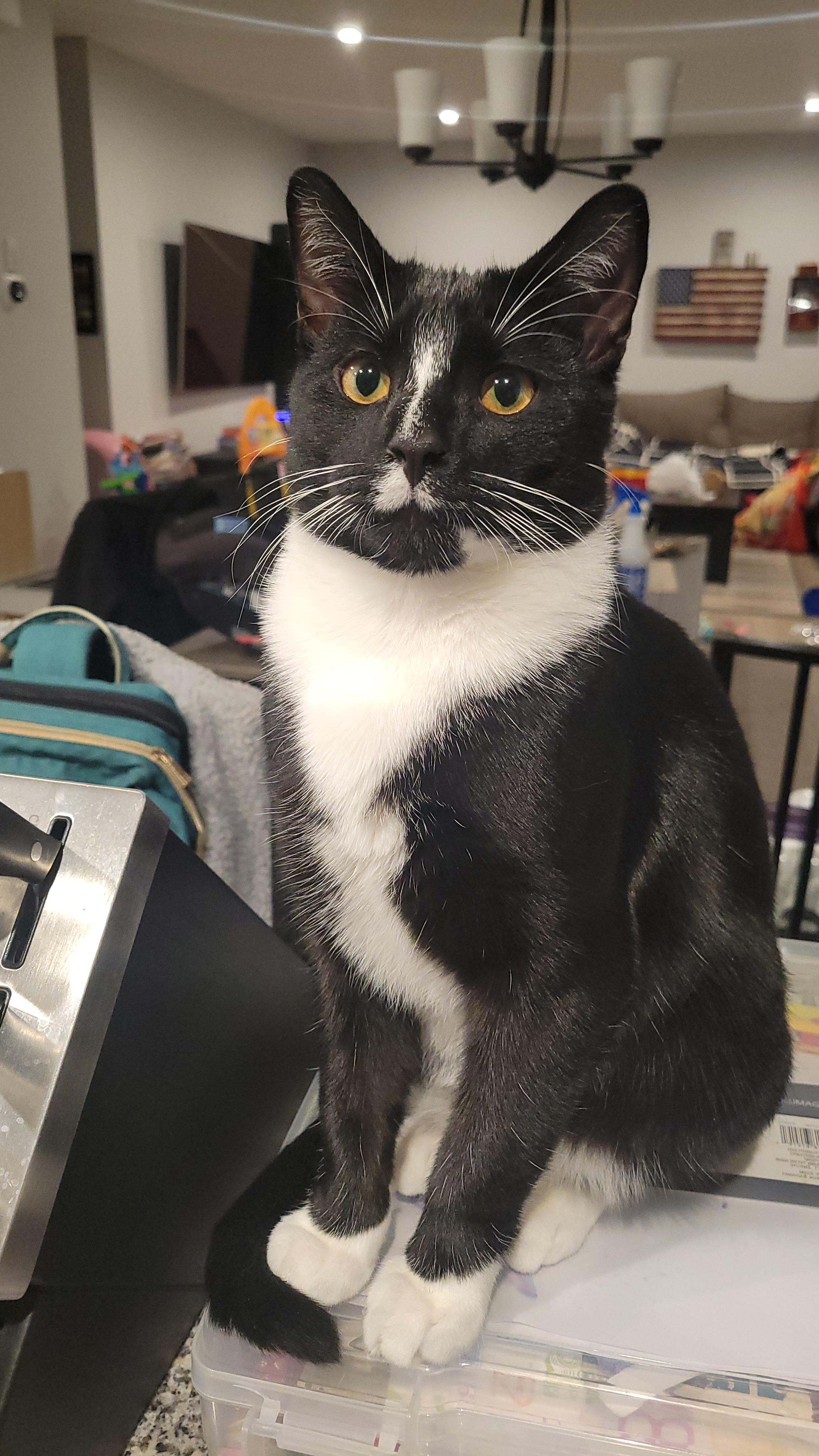 Dex, Adoptable, Young Male Domestic Short Hair.