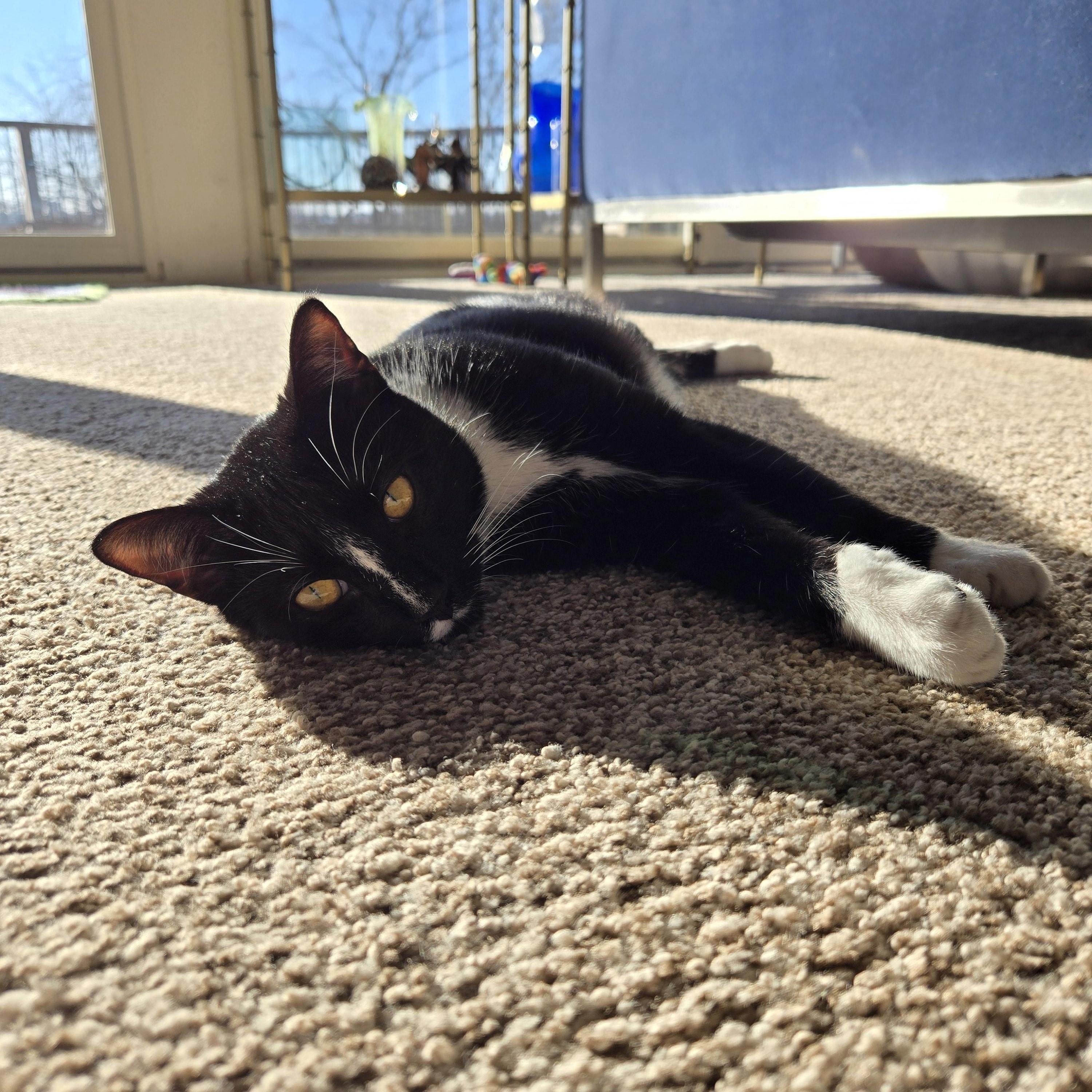 Dex, Adoptable, Young Male Domestic Short Hair.