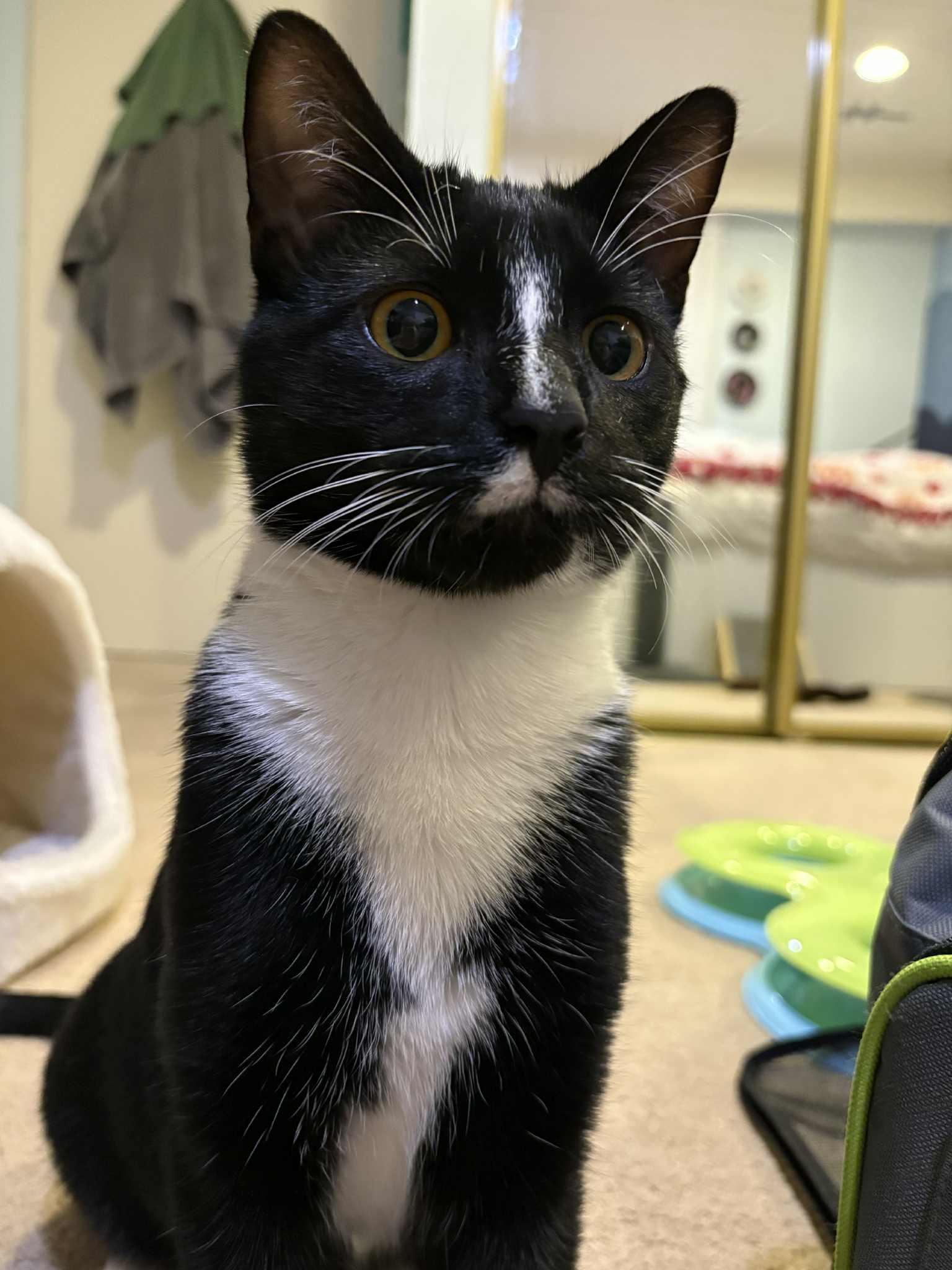 Enlarge Dex, an adopted Domestic Short Hair in Farmington, MN image 5/5