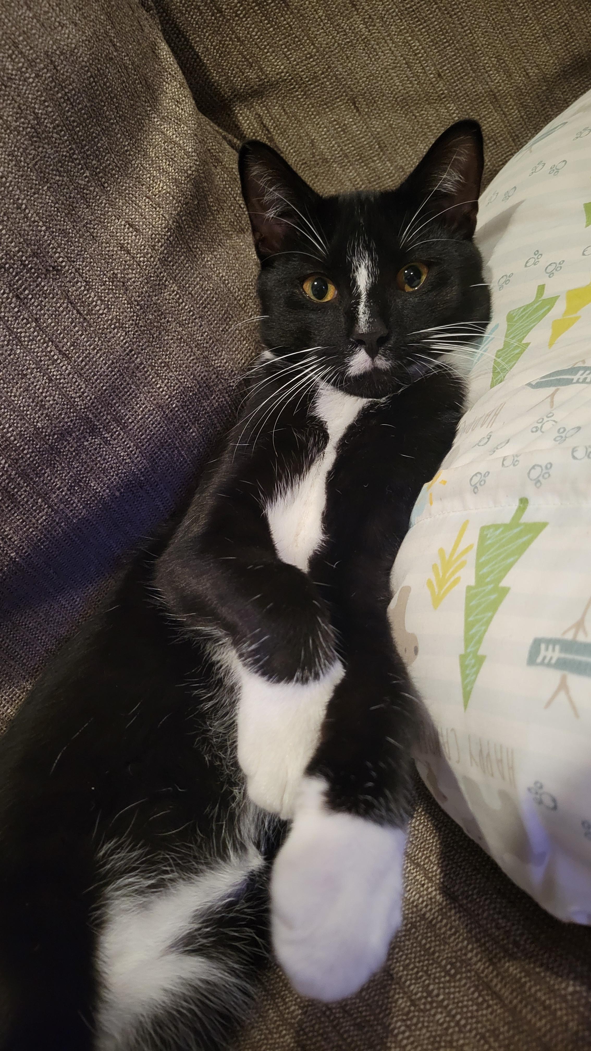 Dex, a Adoptable Domestic Short Hair image 4/4