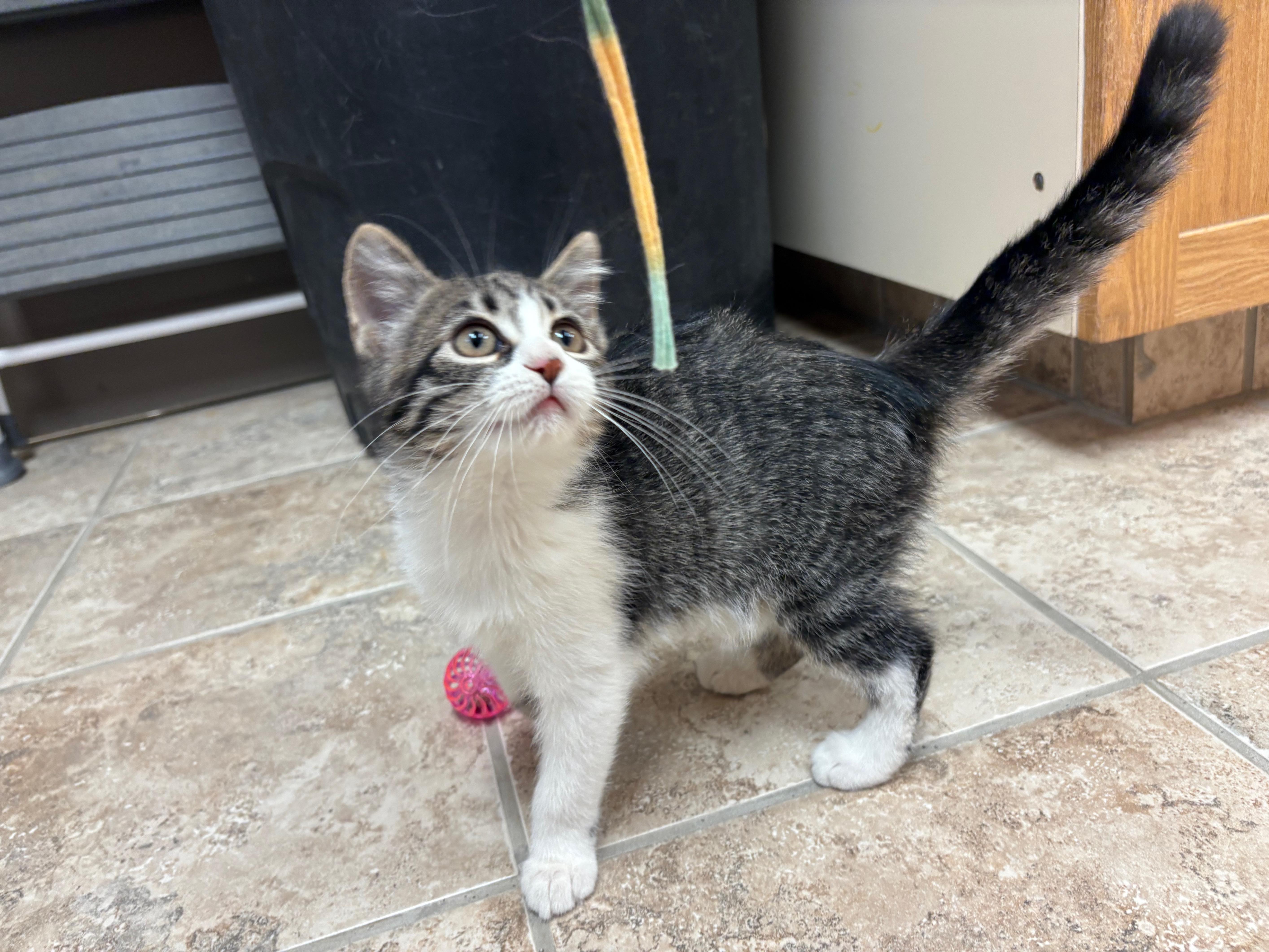 Enlarge Pin-Up, a Adoptable Domestic Short Hair in Hays, KS image 1/6
