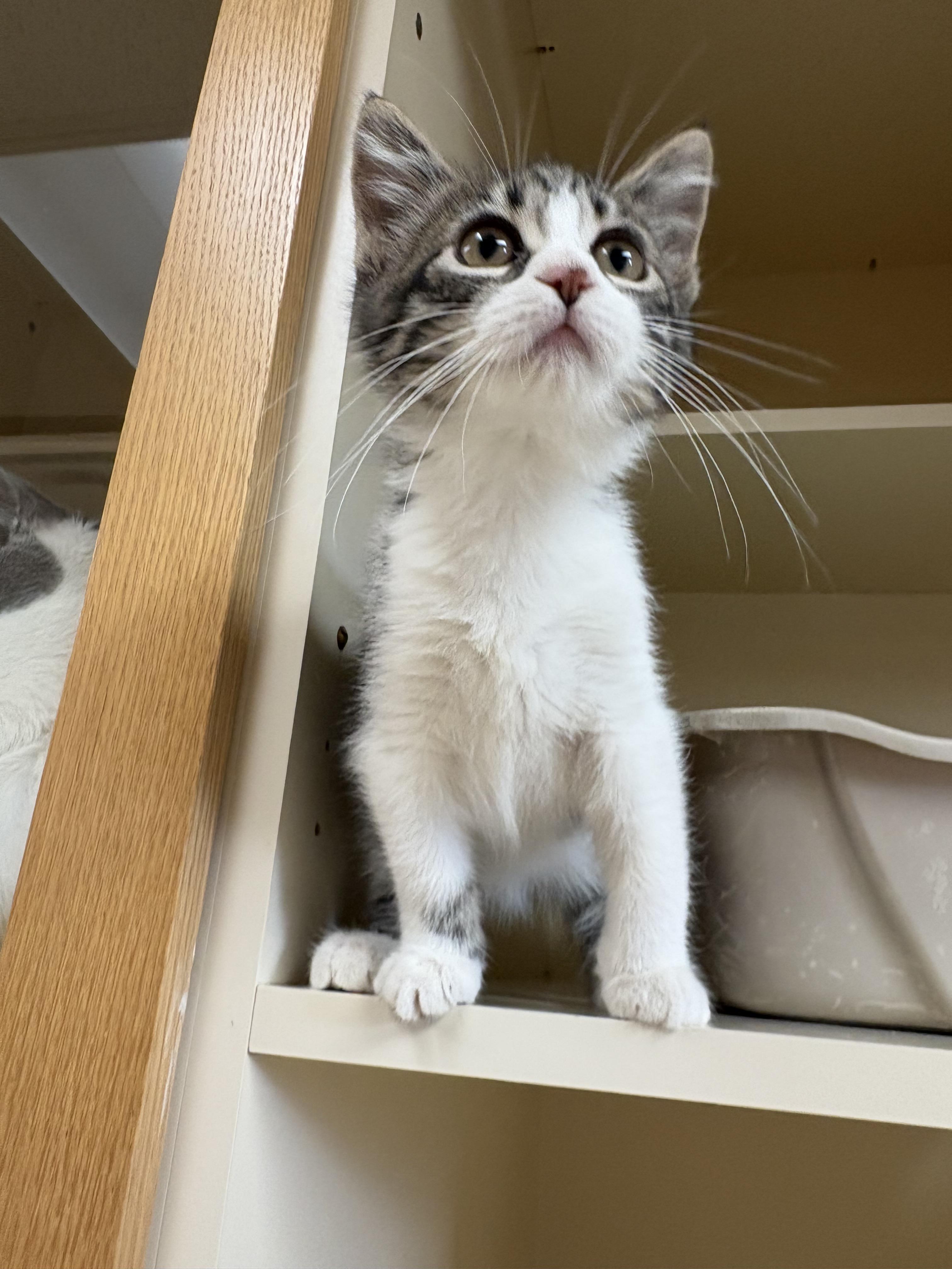 Enlarge Pin-Up, a Adoptable Domestic Short Hair in Hays, KS image 2/6