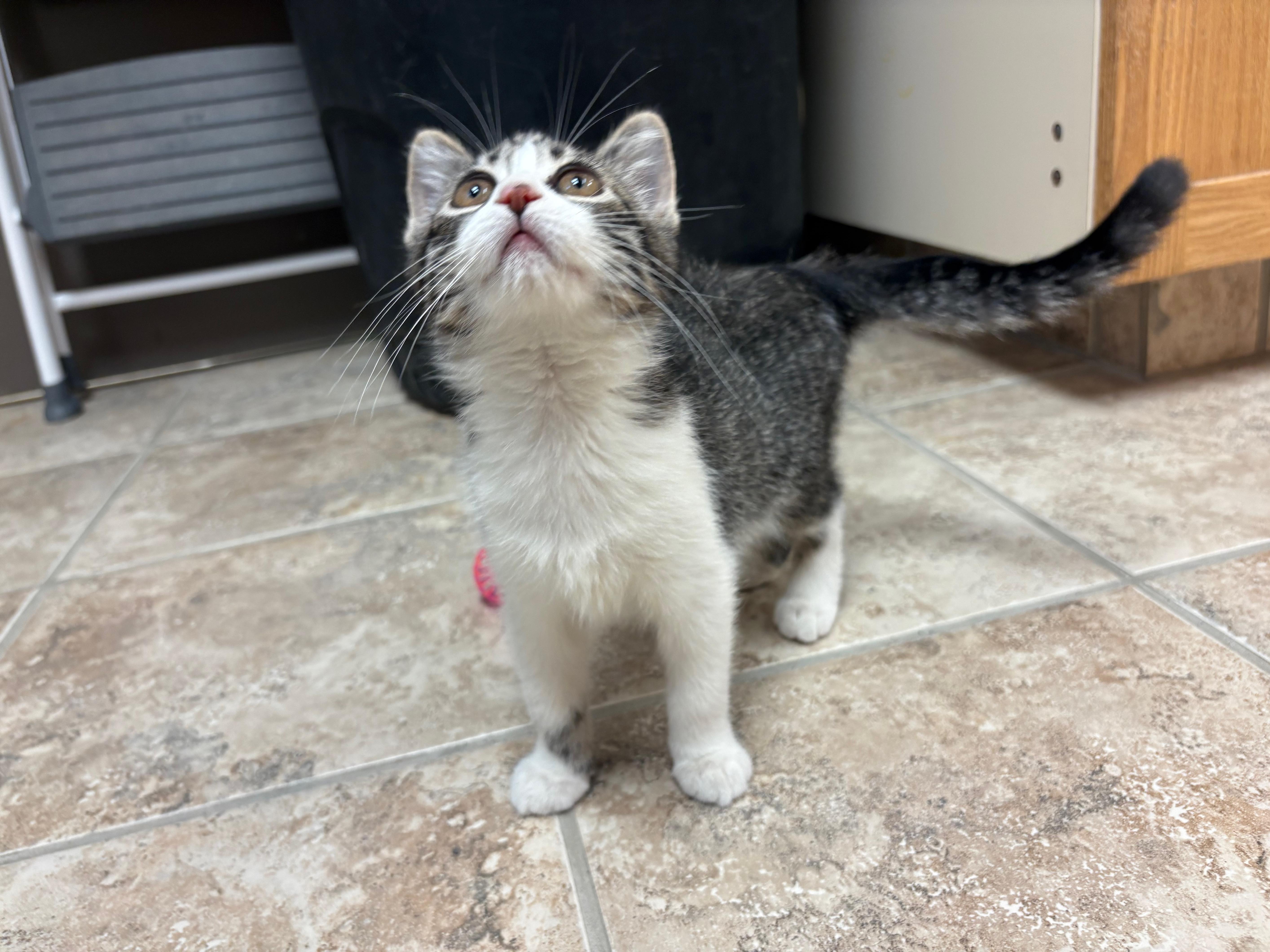 Enlarge Pin-Up, a Adoptable Domestic Short Hair in Hays, KS image 3/6