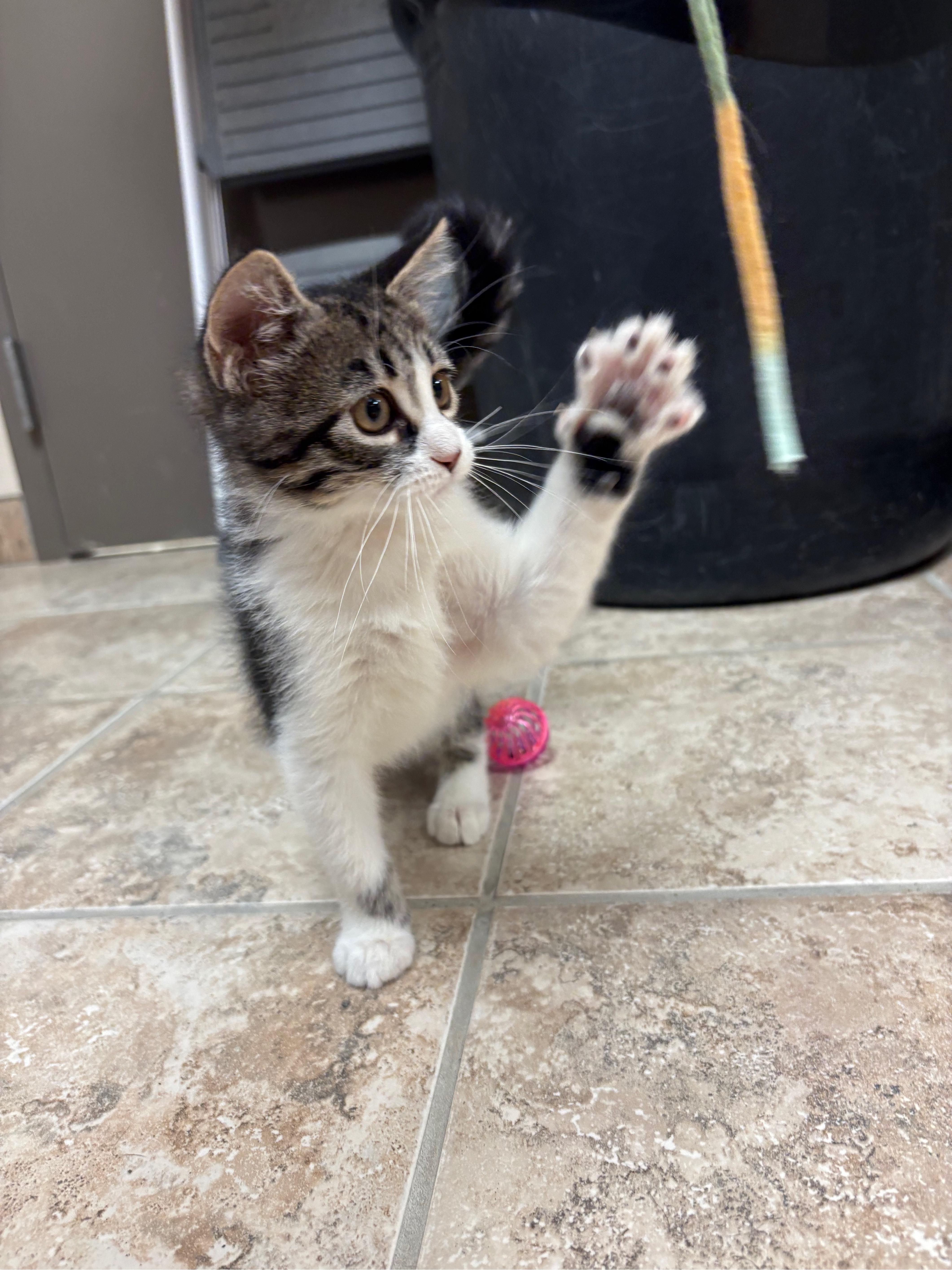Enlarge Pin-Up, a Adoptable Domestic Short Hair in Hays, KS image 4/6