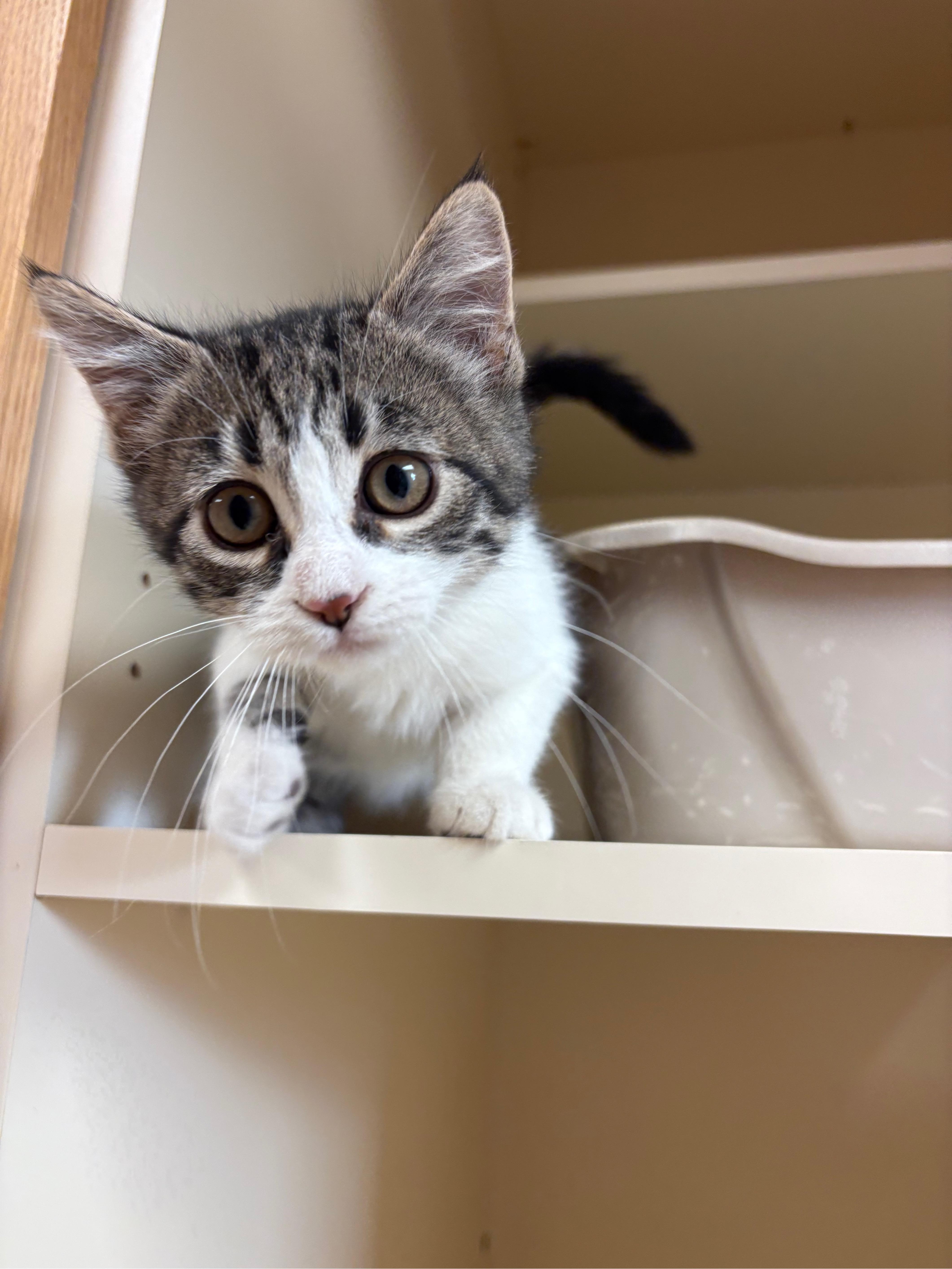 Enlarge Pin-Up, a Adoptable Domestic Short Hair in Hays, KS image 5/6