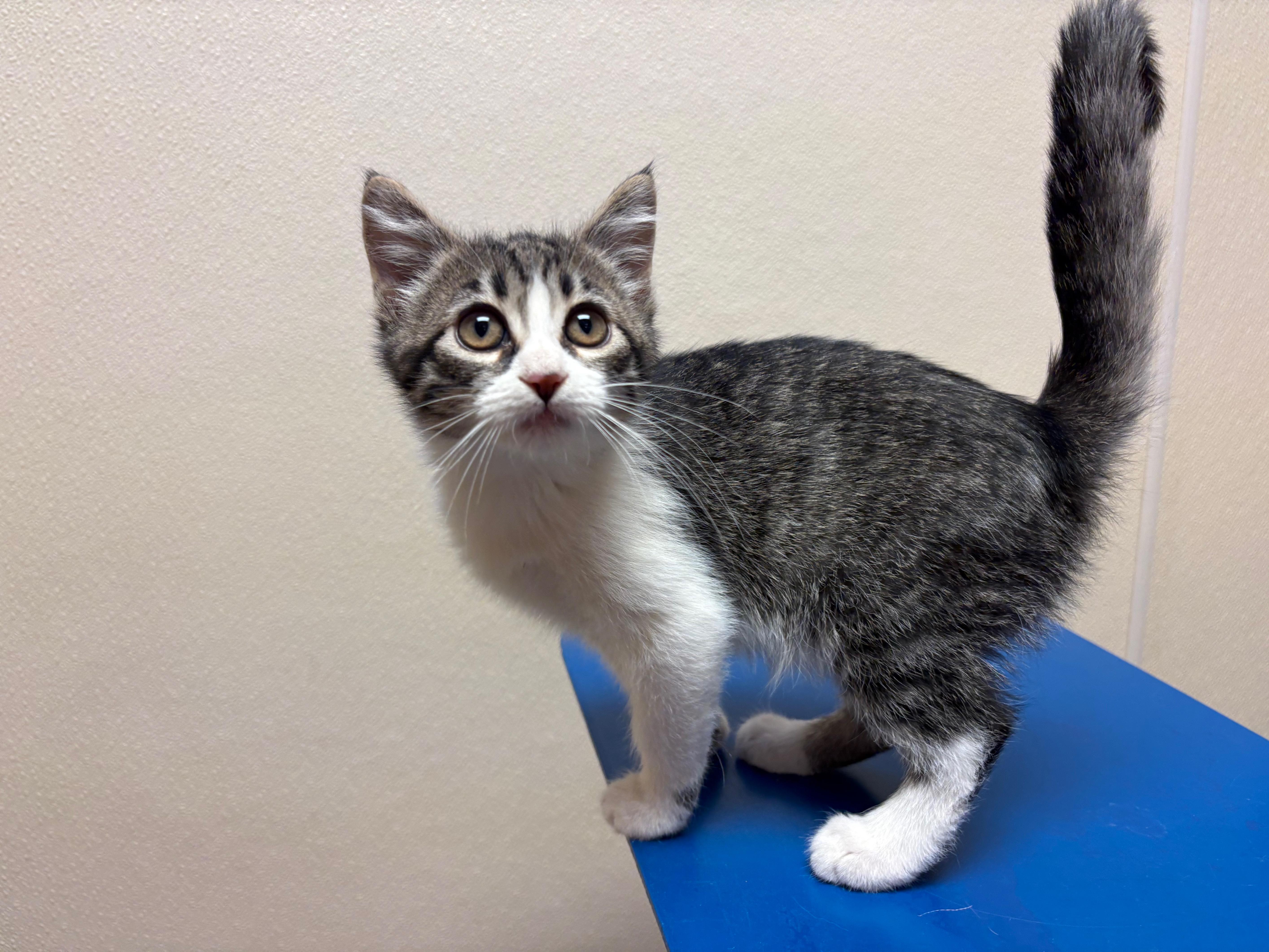 Enlarge Pin-Up, a Adoptable Domestic Short Hair in Hays, KS image 6/6