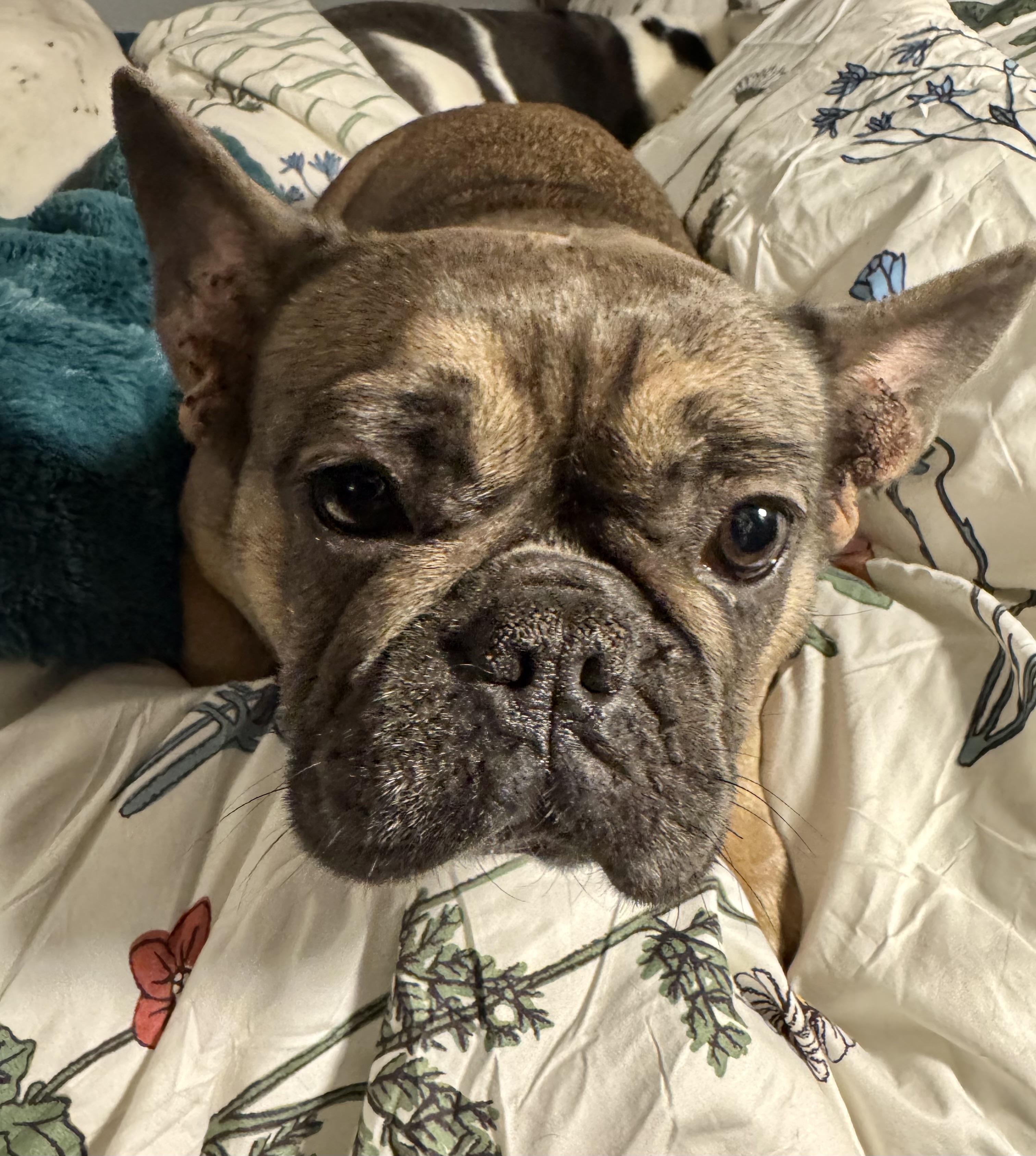 Enlarge Bertha , a ADOPTABLE French Bulldog in North Freedom, WI image 2/2