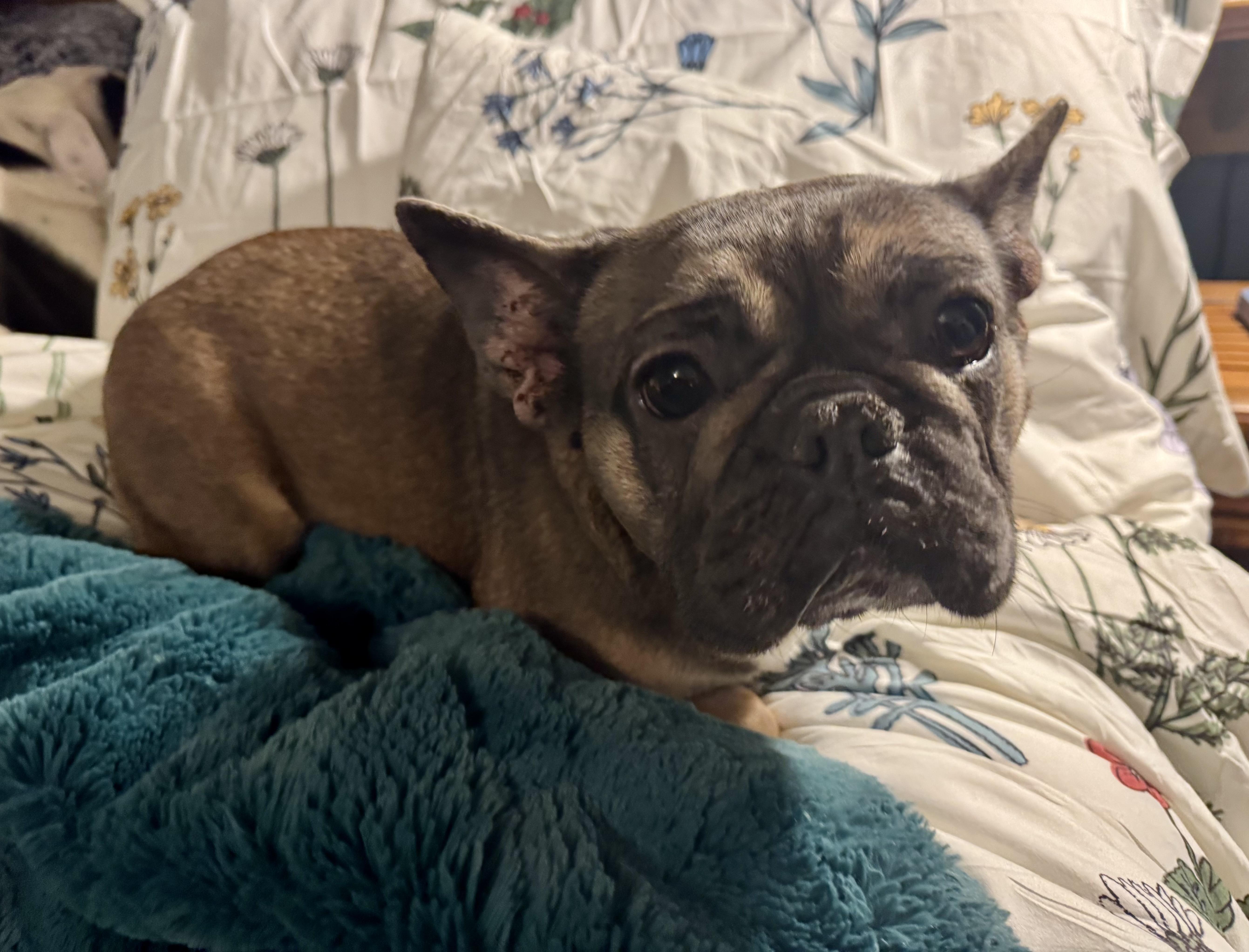 Enlarge Bertha , a ADOPTABLE French Bulldog in North Freedom, WI image 1/2