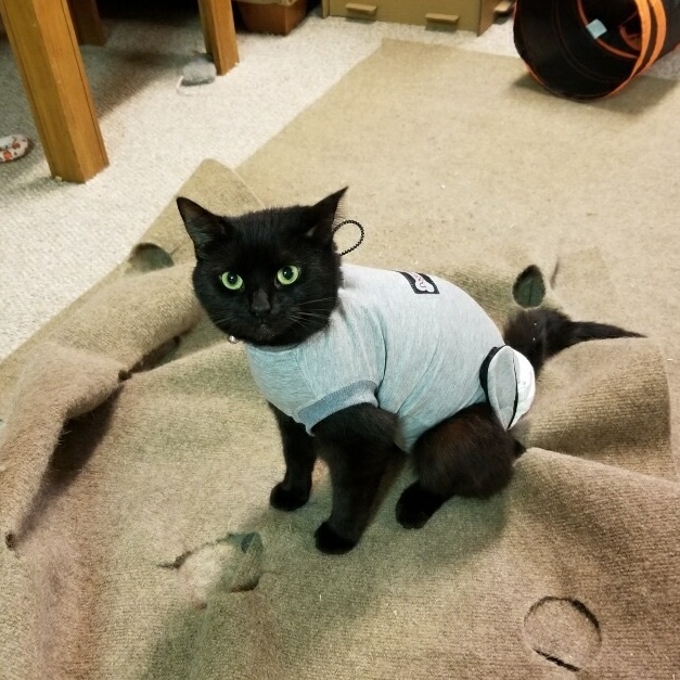 Enlarge Pepper, a Adoptable Domestic Short Hair in Scranton, PA image 3/6