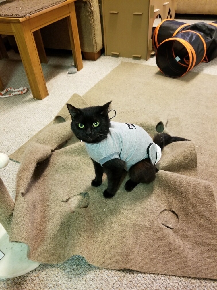 Pepper, a Adoptable Domestic Short Hair in Scranton, PA image 1/12