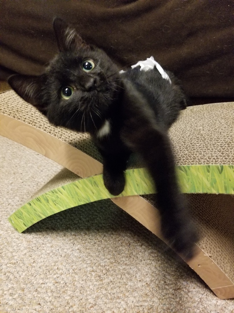 Pepper, a Adoptable Domestic Short Hair in Scranton, PA image 2/12