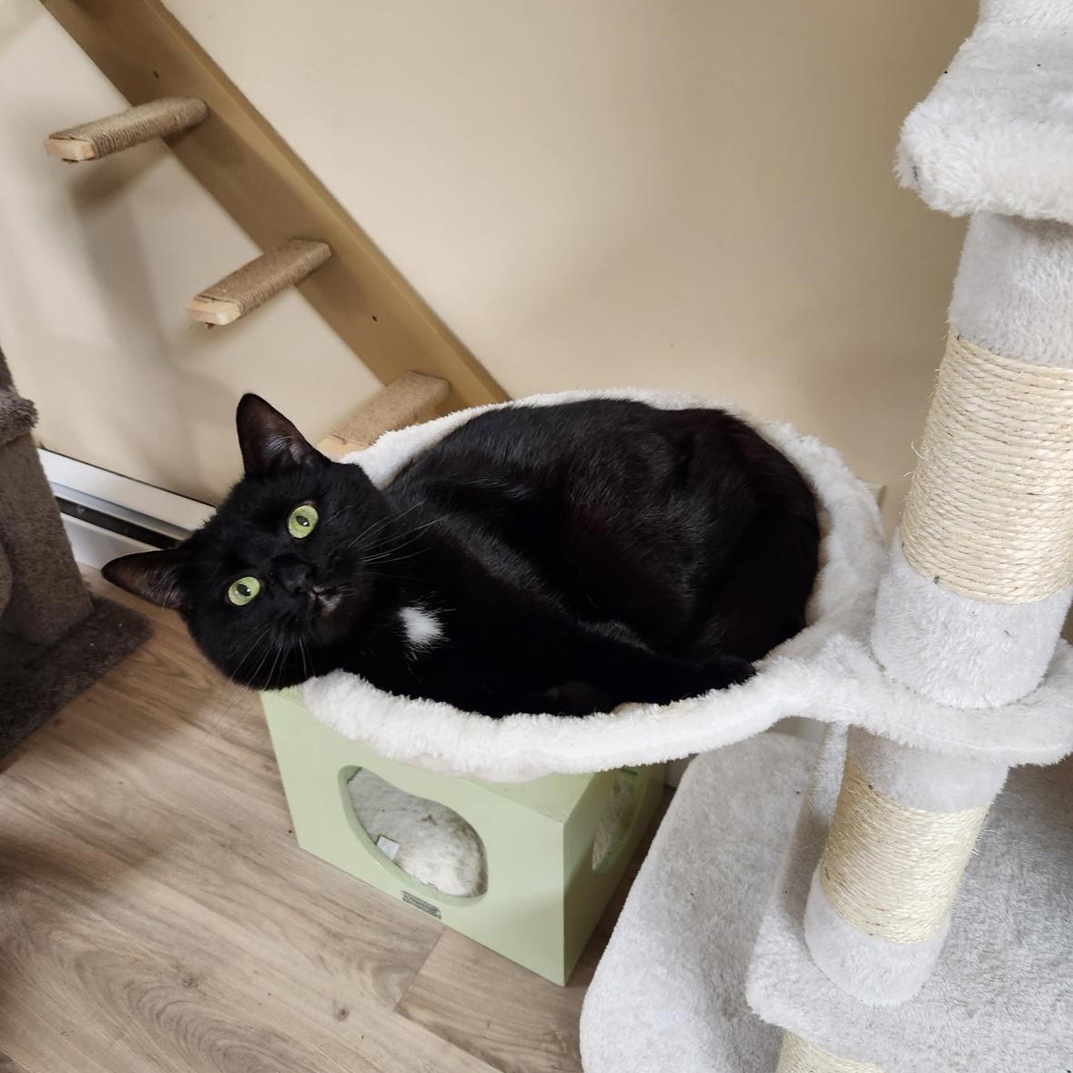 Enlarge Pepper, a Adoptable Domestic Short Hair in Scranton, PA image 2/6