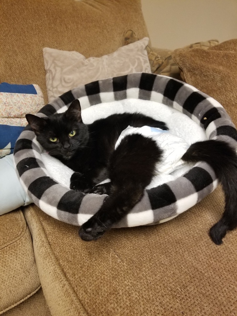 Pepper, a Adoptable Domestic Short Hair in Scranton, PA image 3/12